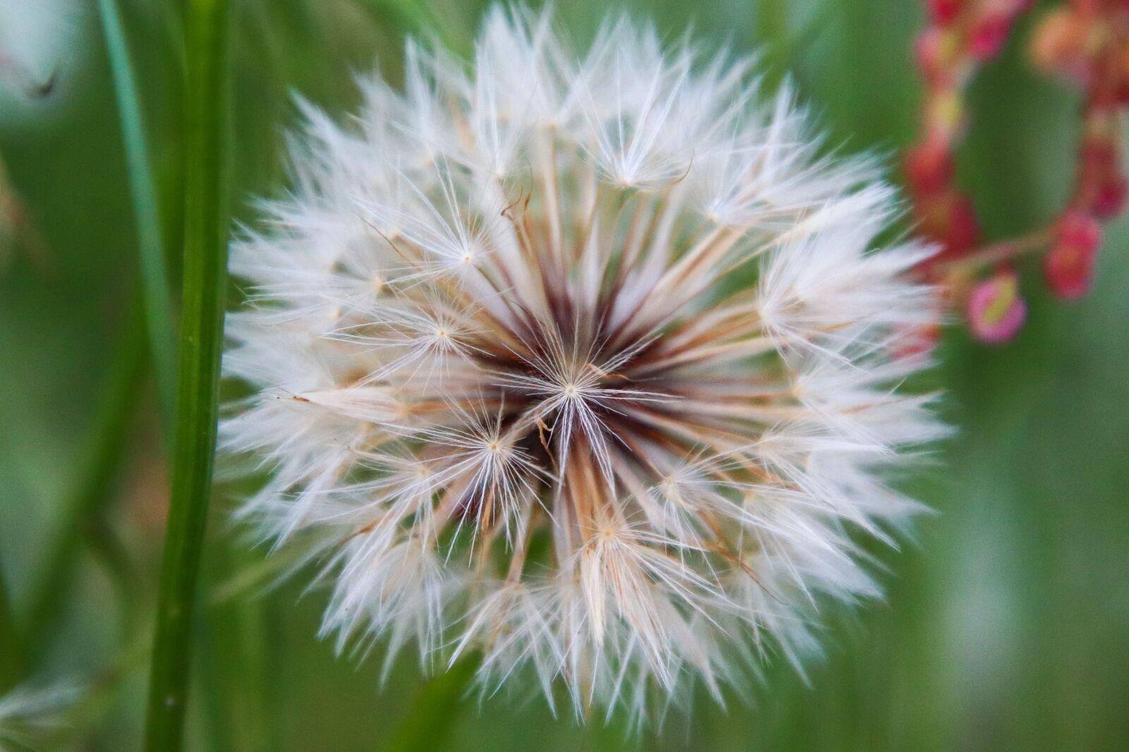 Canon EOS 800D (EOS Rebel T7i / EOS Kiss X9i) sample photo. Dandelion, flower, spring photography