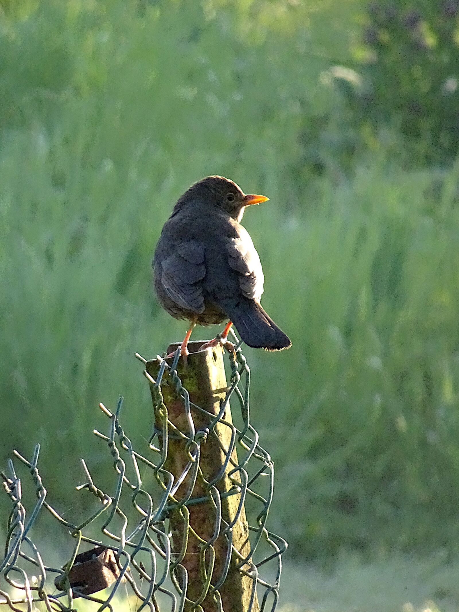 Sony Cyber-shot DSC-HX90V sample photo. Bird, sparrows, animals photography
