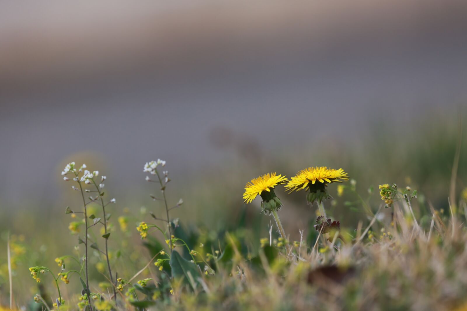 Canon EF 100-400mm F4.5-5.6L IS USM sample photo. Obsession, wildflower, nature photography