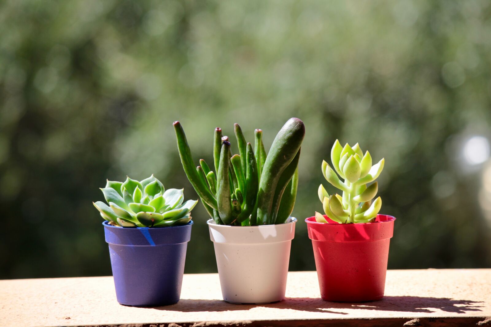 Canon EOS M sample photo. Fat plants, garden, terrace photography
