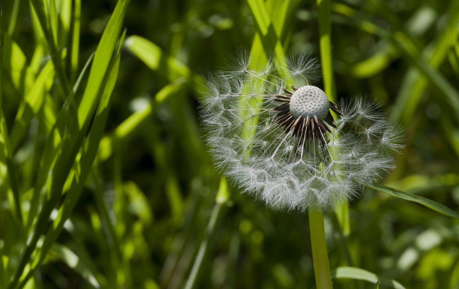 Pentax K-30 sample photo. Dandelion, flower meadow, meadow photography