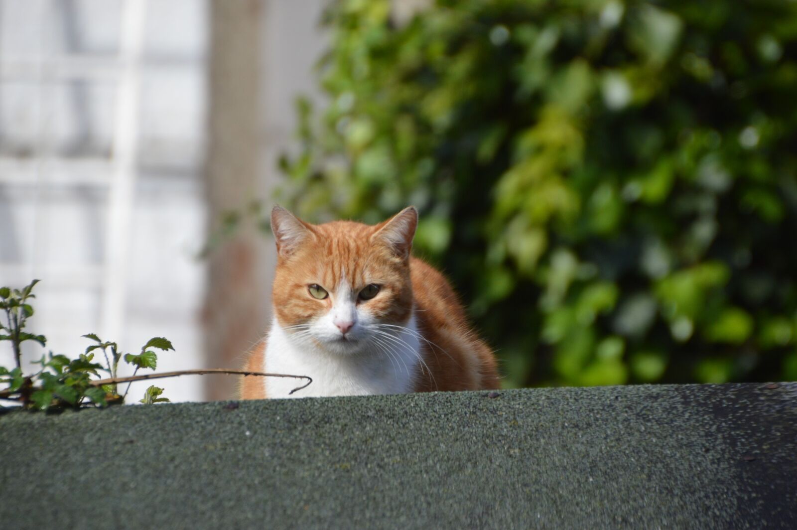 Nikon D3200 sample photo. Cat, animal, feline photography