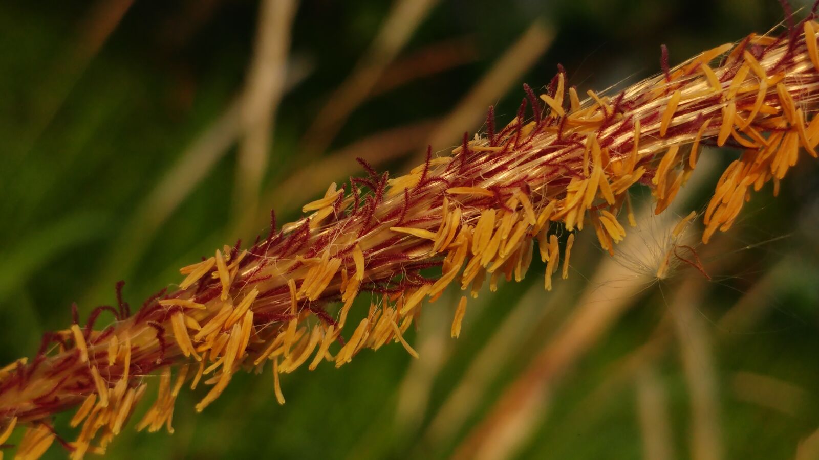 LG G5 sample photo. Seeds, flying seeds, reed photography