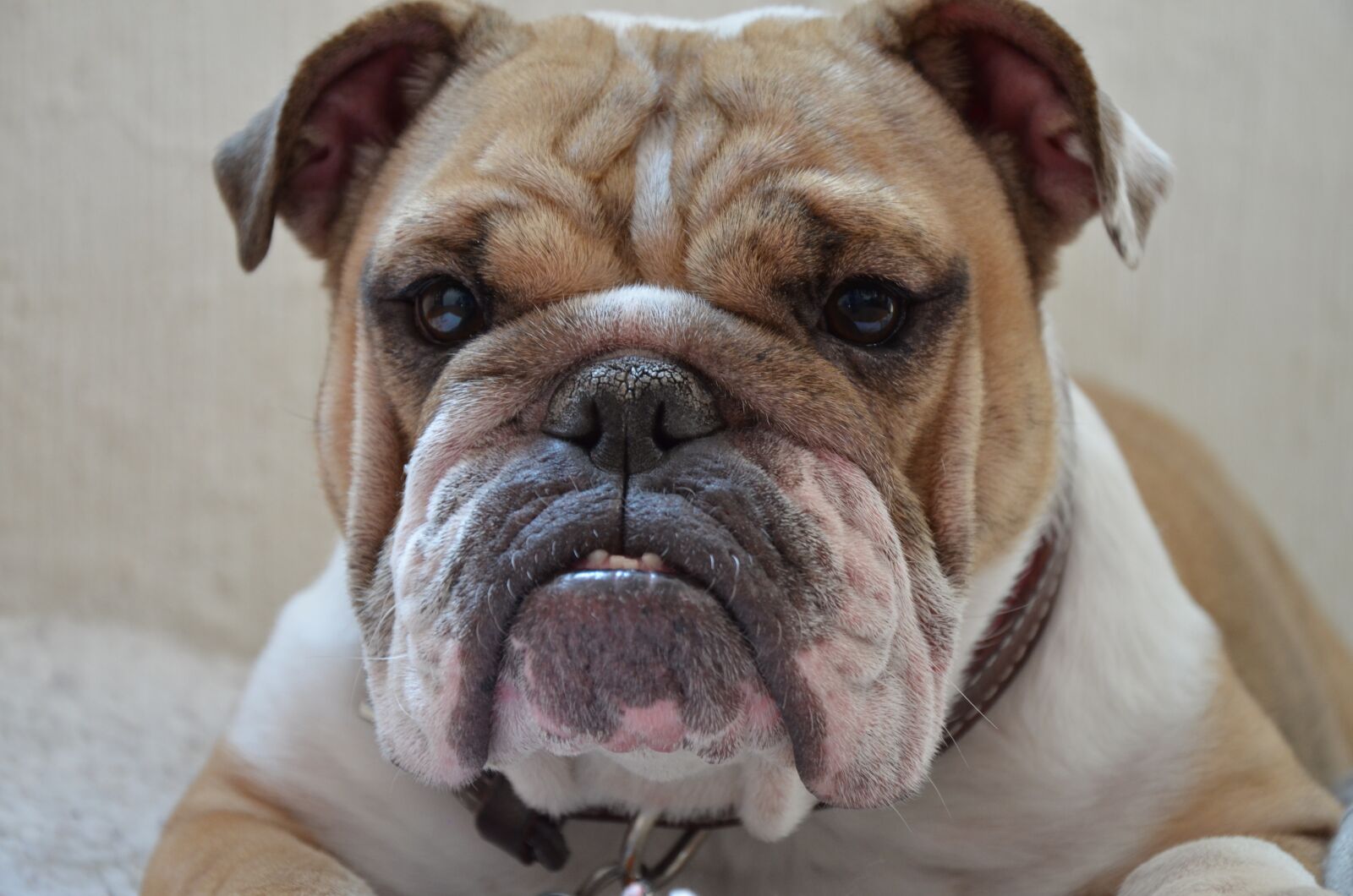 Nikon D7000 sample photo. Pet, dog, puppy photography