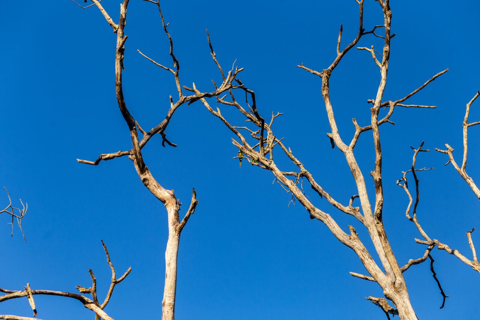 Canon EOS 6D sample photo. Twigs, sky, blue photography