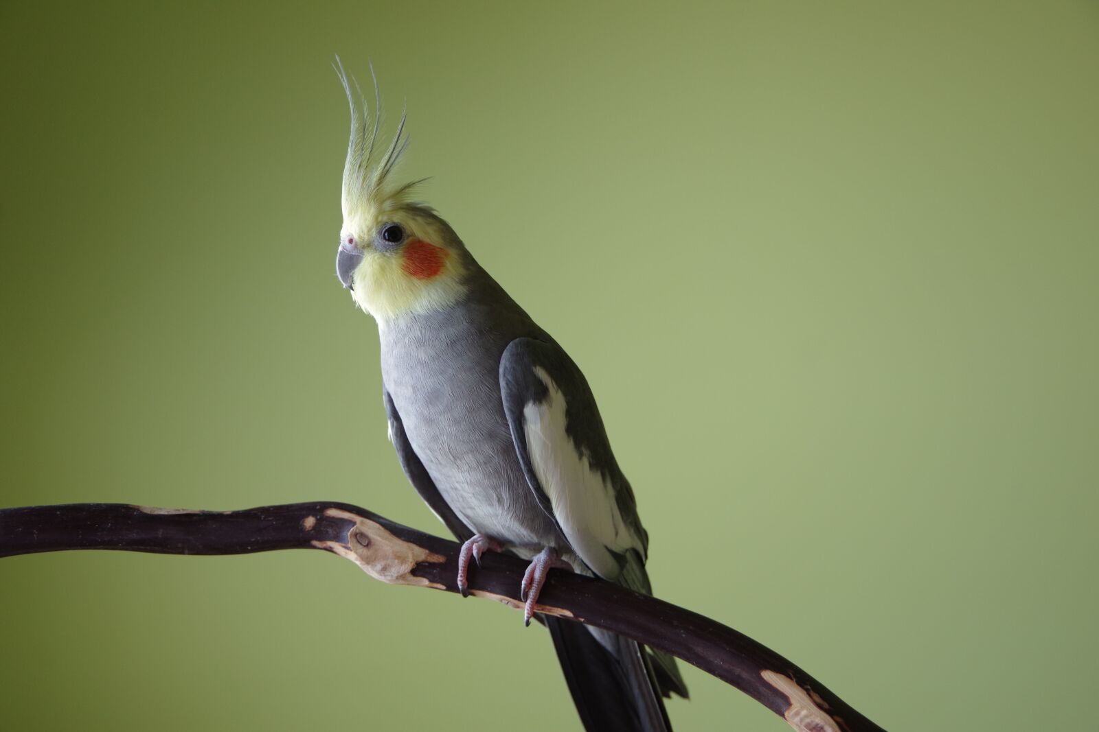 Pentax K-70 sample photo. Cockatiel, bird, crest photography