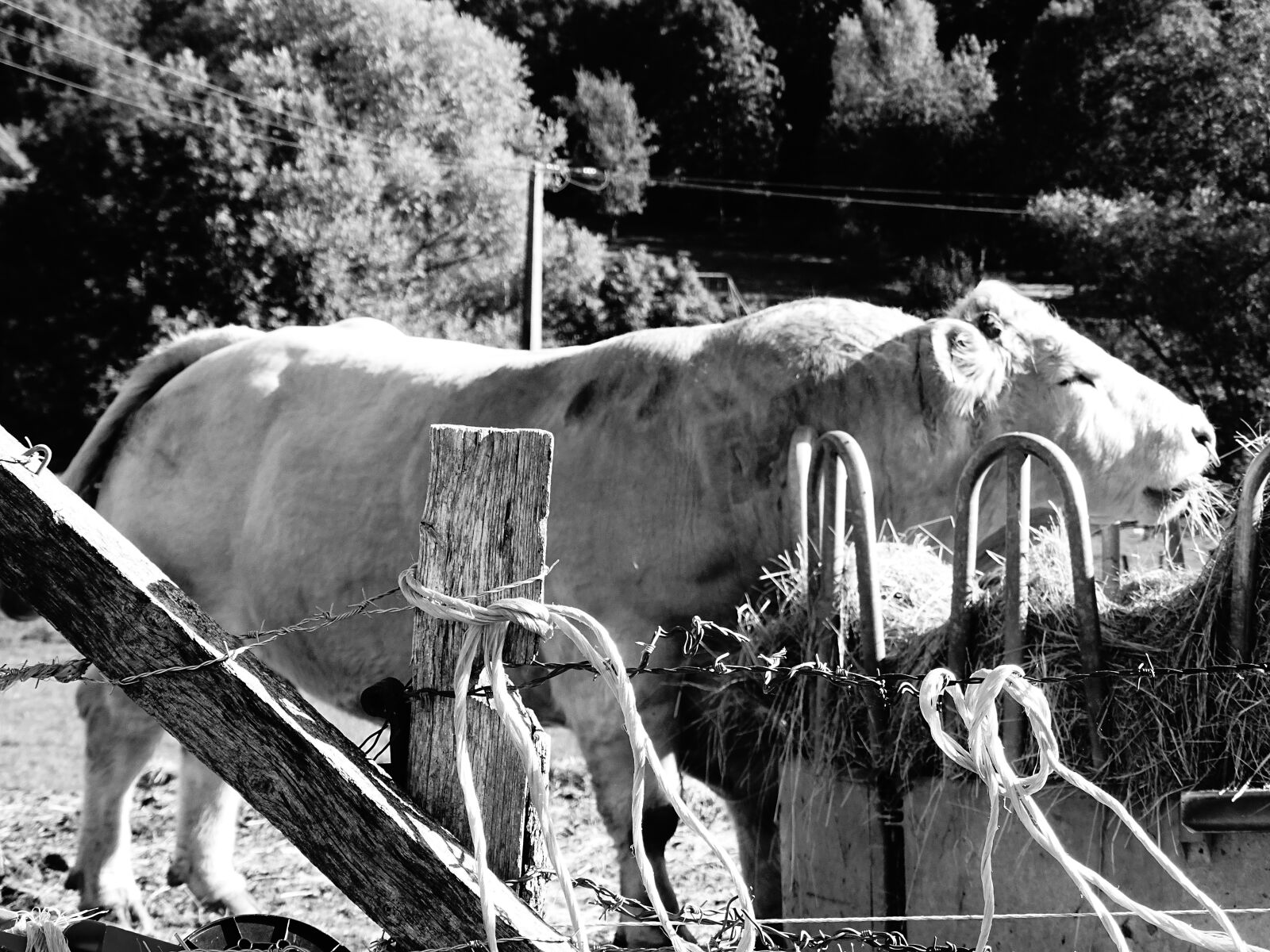 Sony Cyber-shot DSC-HX400V sample photo. Black and white, bull photography