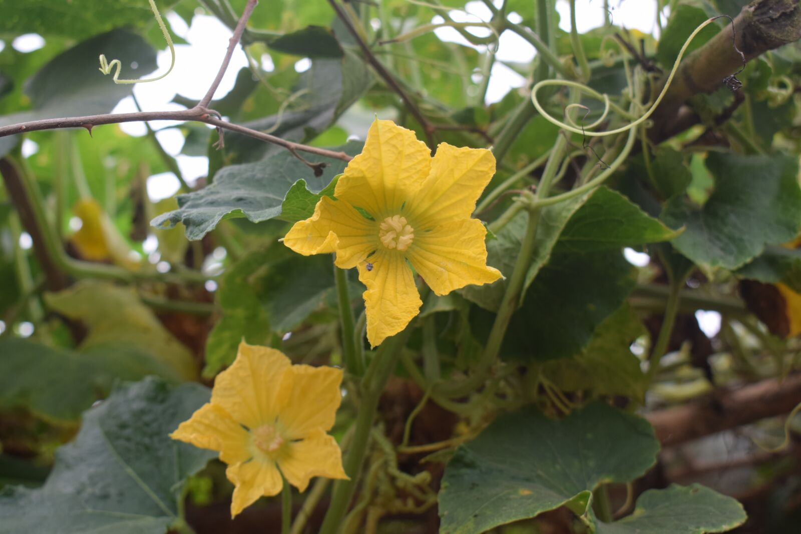 Nikon D5300 sample photo. Beautiful, flower, nice photography