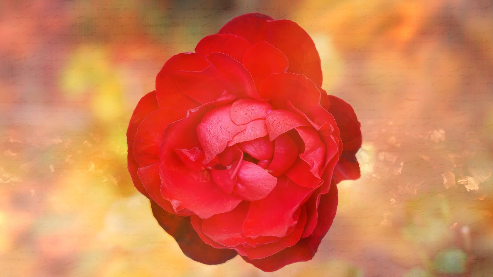 Sony SLT-A58 sample photo. Rose, flower, red photography