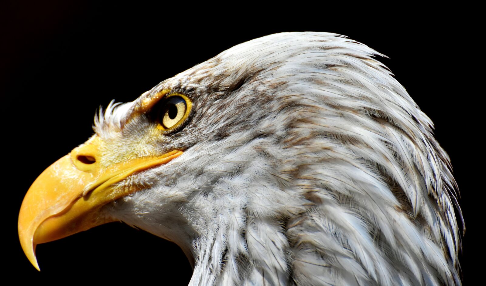 Nikon D7200 sample photo. Adler, bald eagle, bird photography