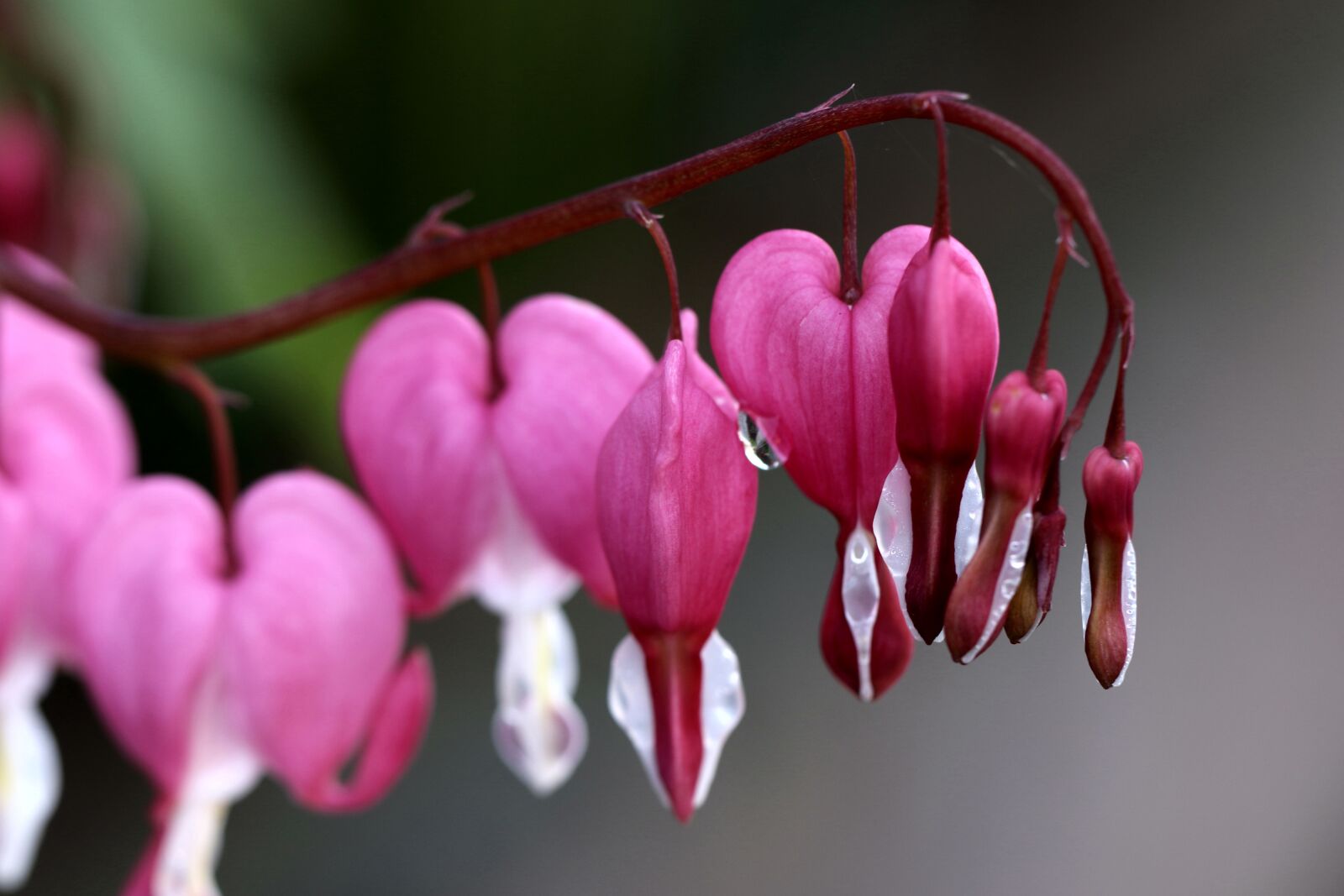 Canon EOS 7D Mark II sample photo. Hearts, spring, pink photography