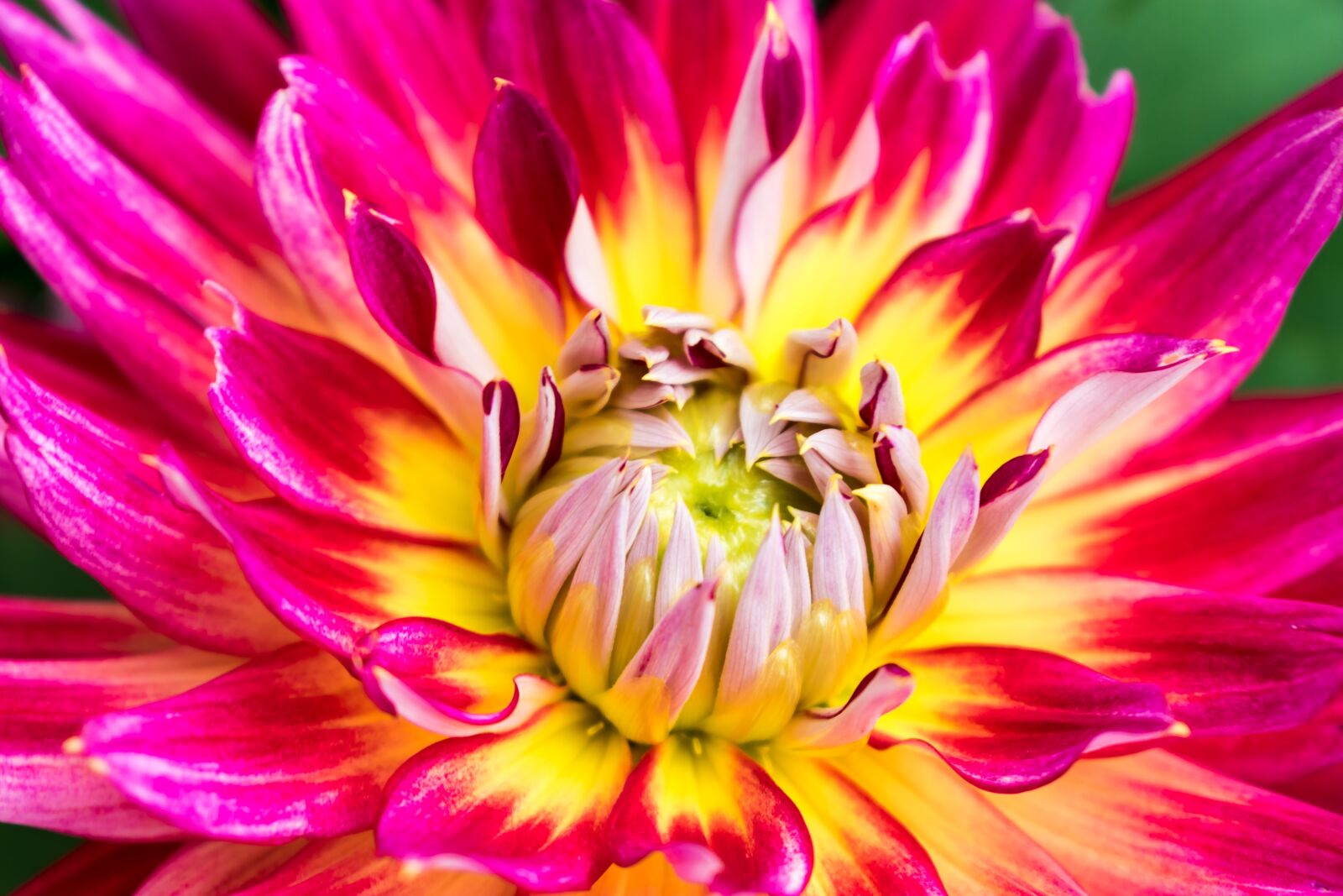 Nikon D5300 sample photo. Flower, blossom, bloom photography