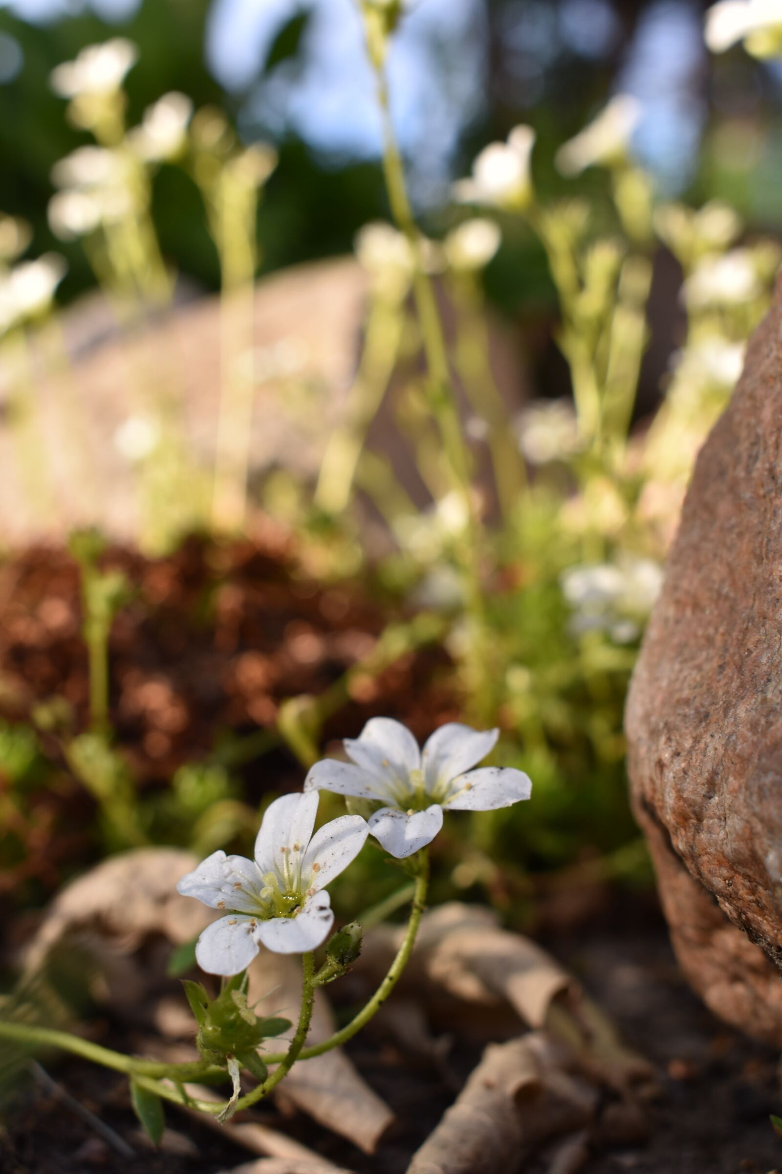 Nikon D3400 sample photo. Stone, flower, white photography