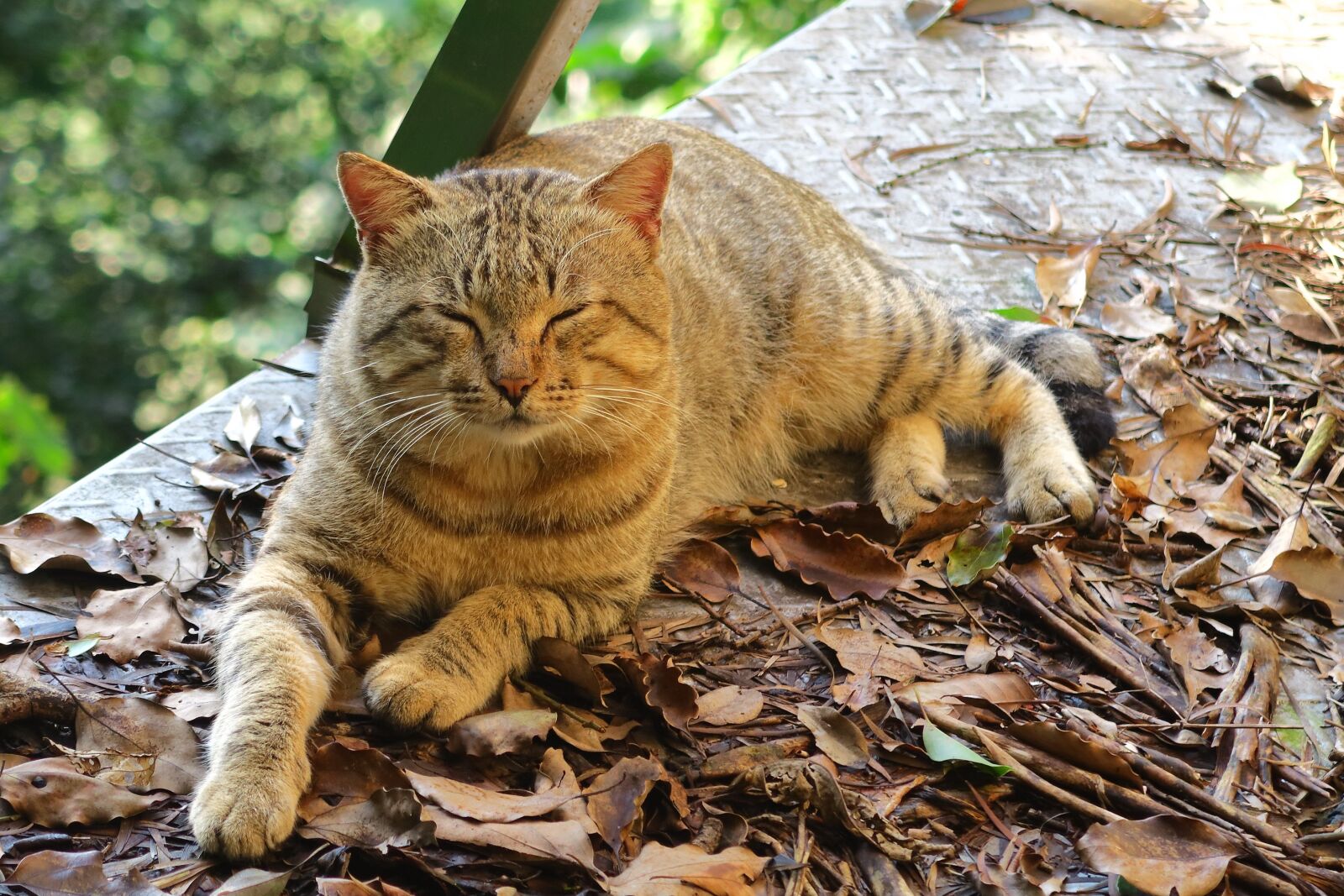 Canon PowerShot G7 X sample photo. Animal, nature, cat photography