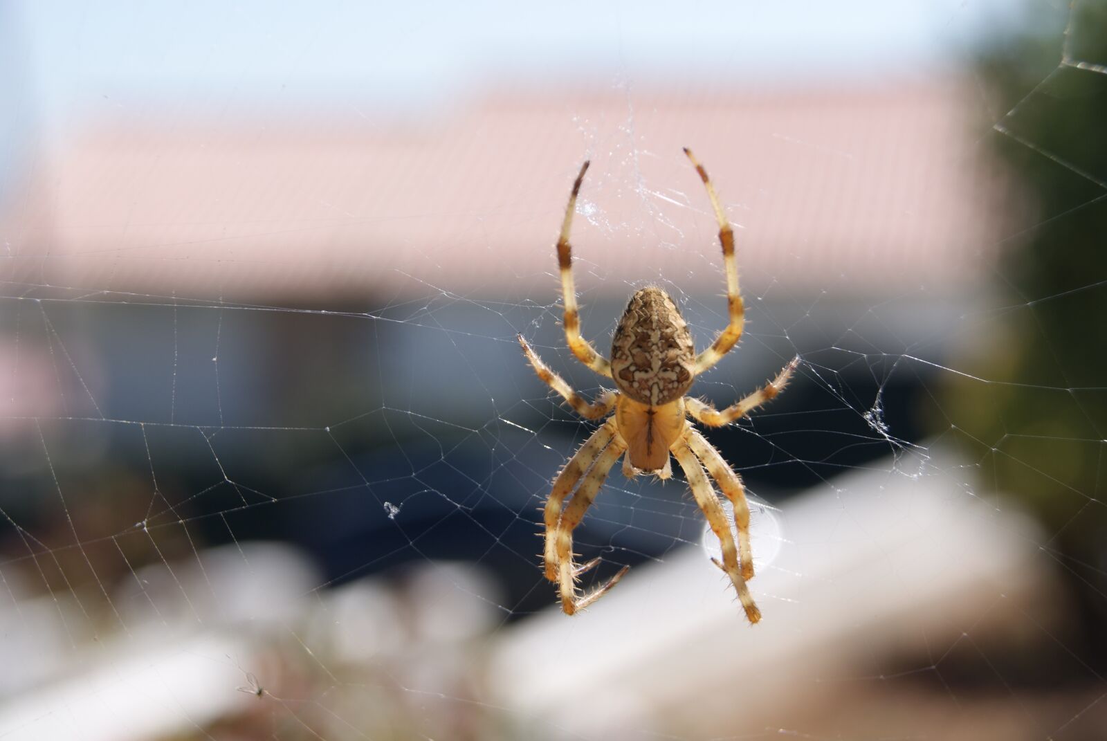 Sony Alpha DSLR-A230 sample photo. Spider, animal, insect photography