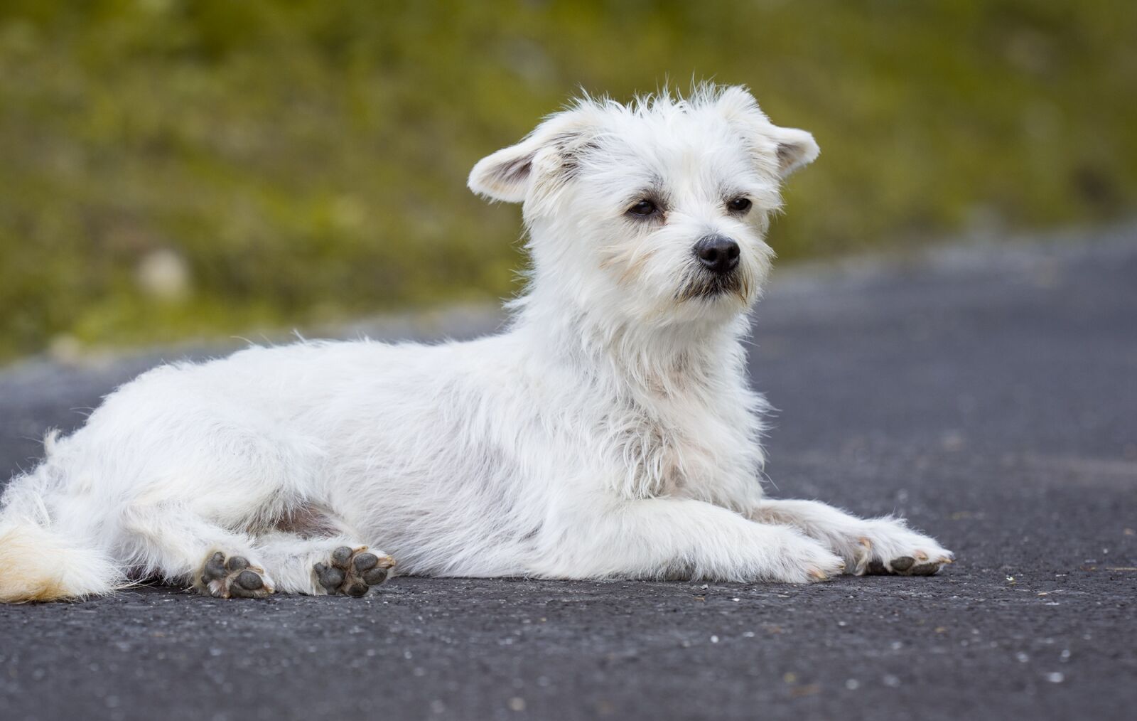 Nikon D7100 sample photo. Dog, white, white dog photography