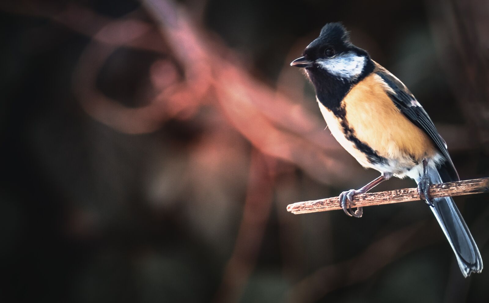 Tamron AF 70-300mm F4-5.6 Di LD Macro sample photo. Tit, bird, nature photography