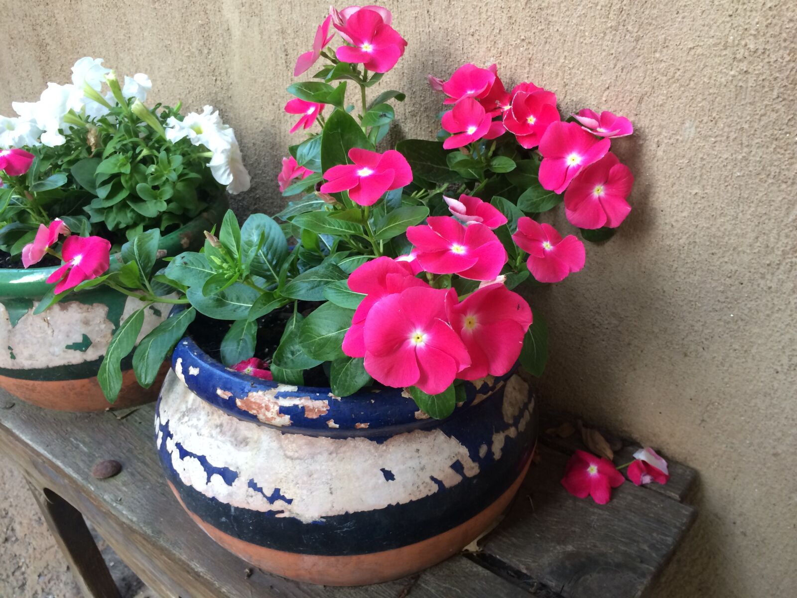 iPhone 5s back camera 4.15mm f/2.2 sample photo. Flowers, summer, garden photography