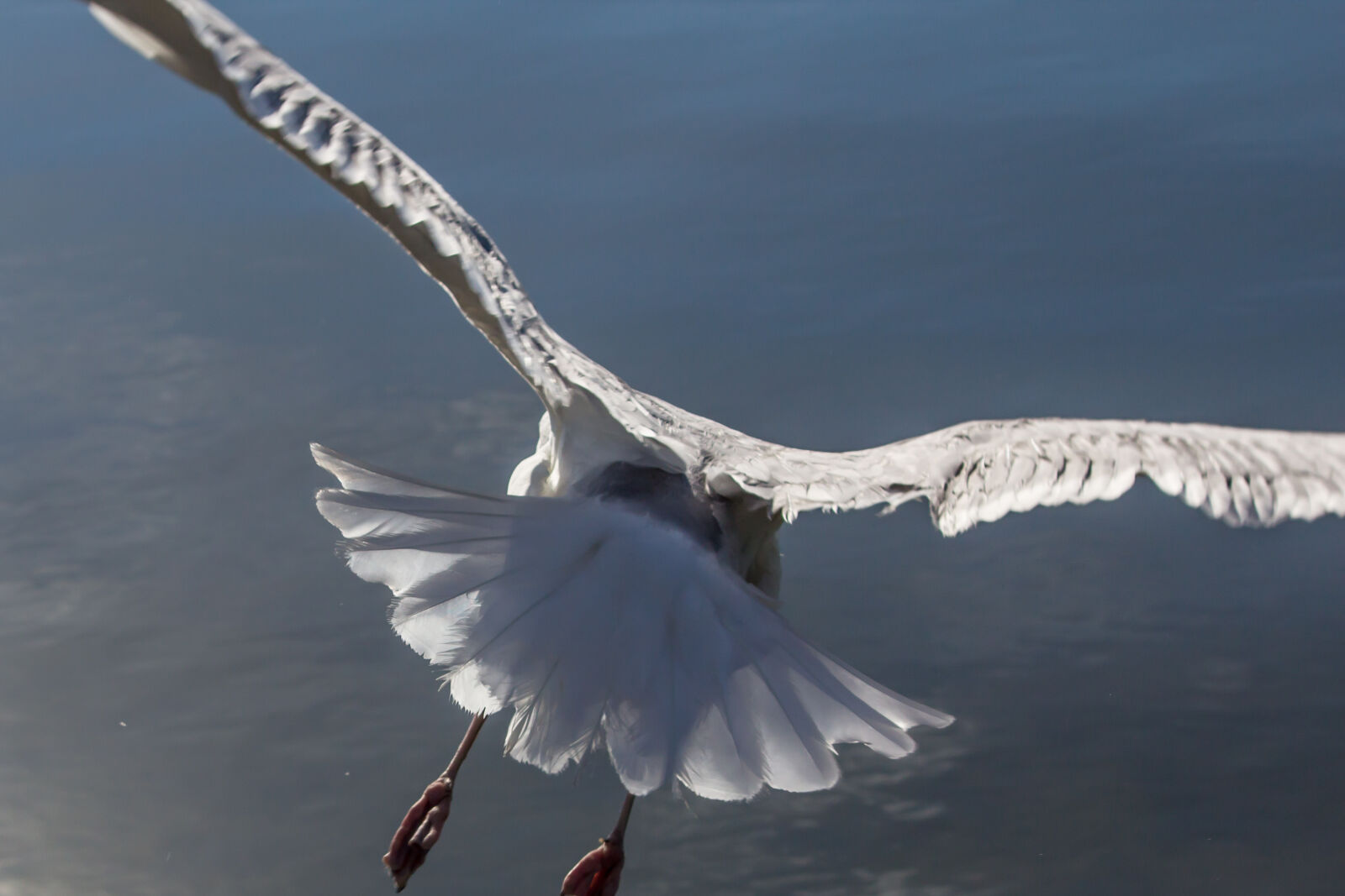 Canon EOS 600D (Rebel EOS T3i / EOS Kiss X5) sample photo. New, york, seagull photography