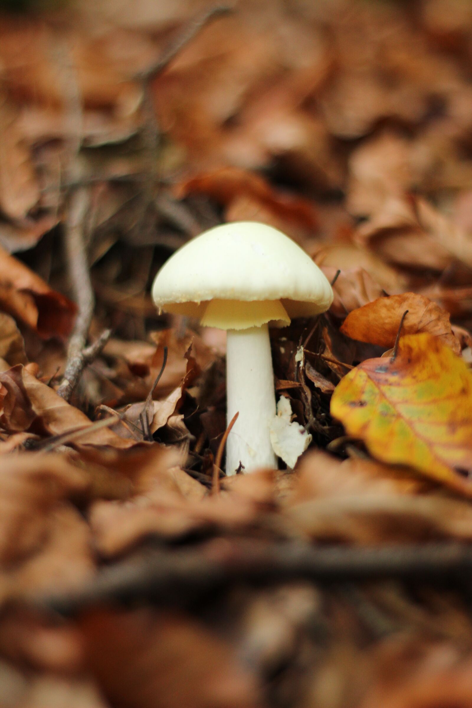 Canon EOS 1300D (EOS Rebel T6 / EOS Kiss X80) sample photo. Forest, mushroom, autumn photography