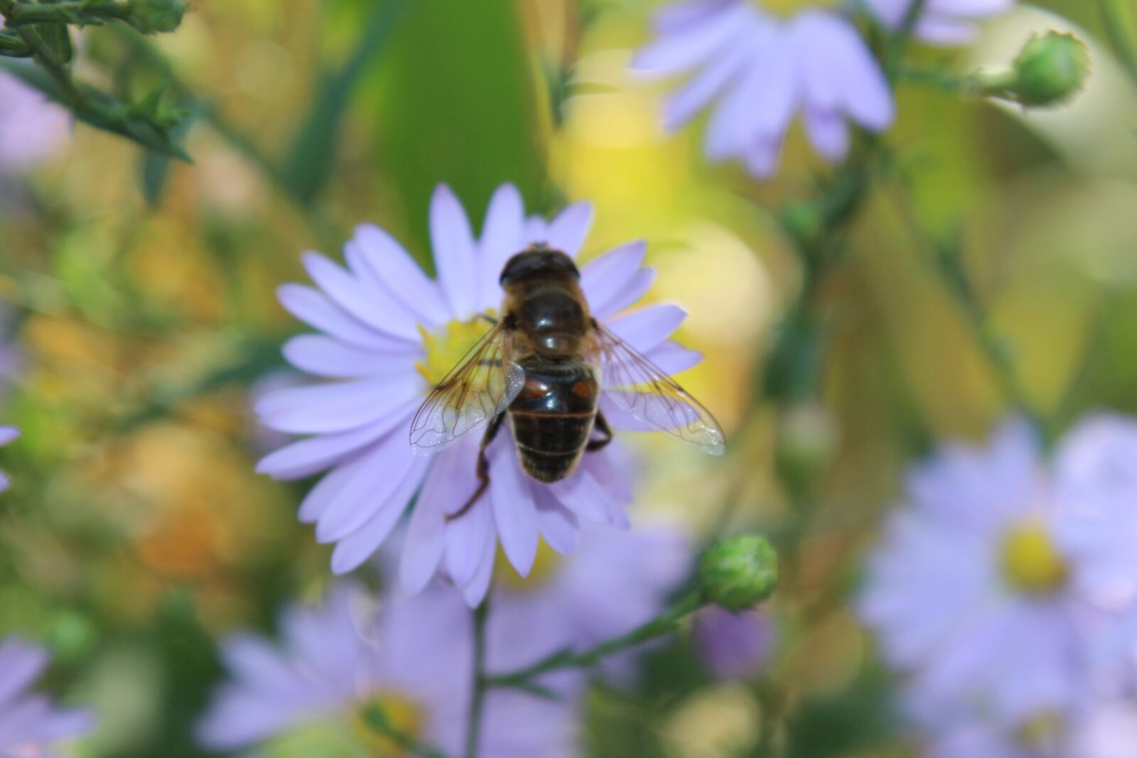 Canon EOS 700D (EOS Rebel T5i / EOS Kiss X7i) sample photo. Bee, close up, flower photography
