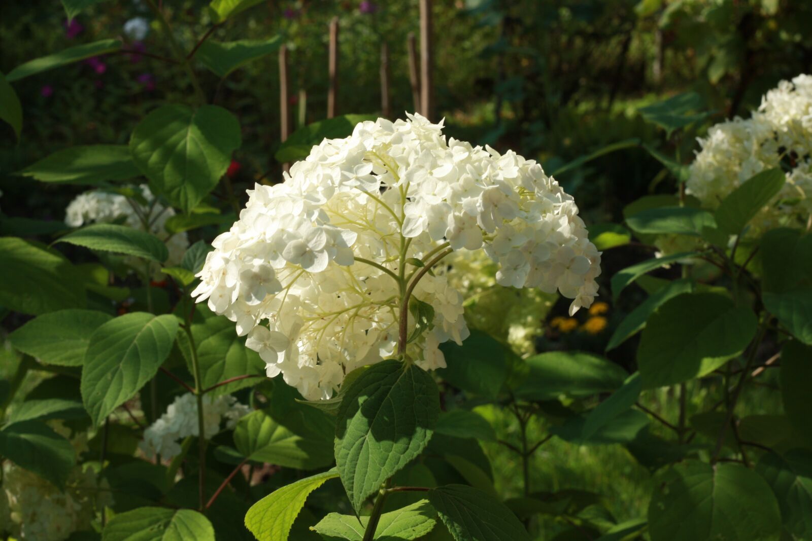 Canon EOS 450D (EOS Rebel XSi / EOS Kiss X2) sample photo. Flower, nature, white photography