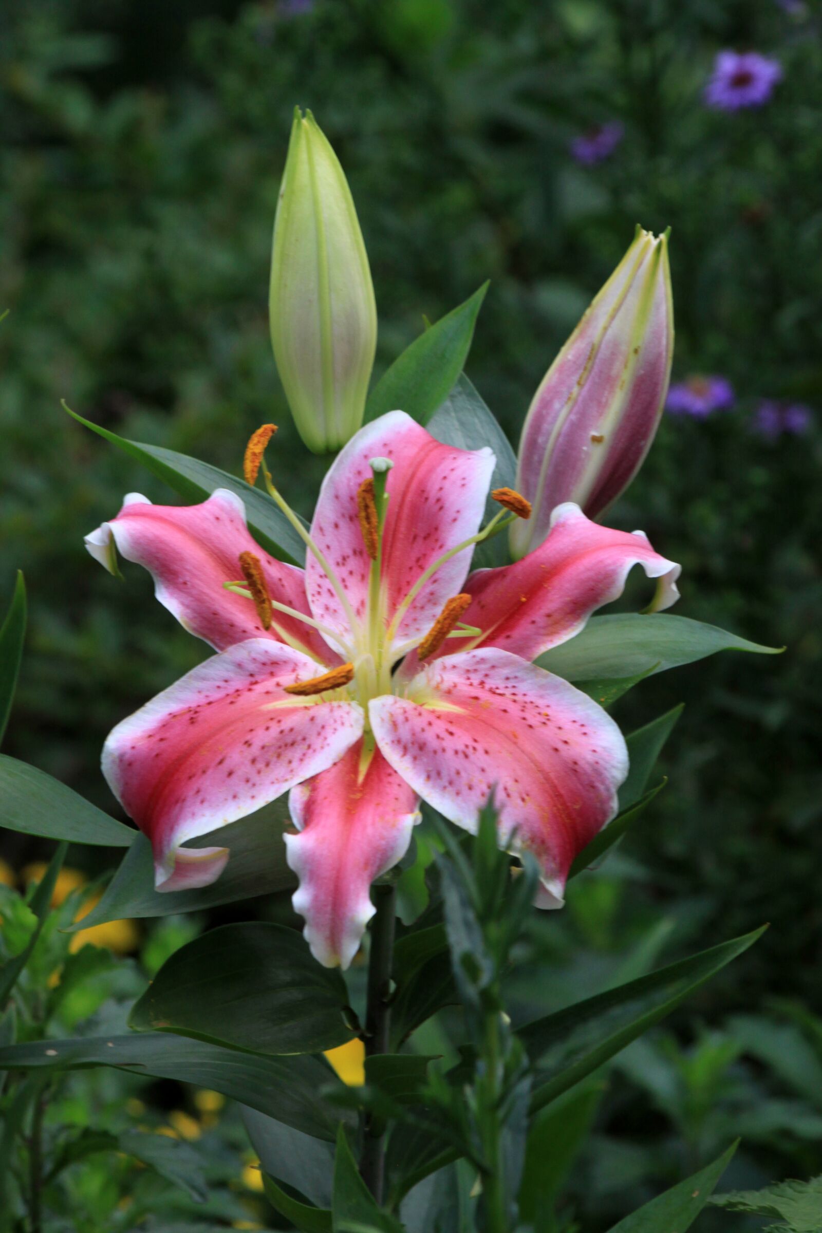 Canon EOS 50D sample photo. Lily, garden, park photography