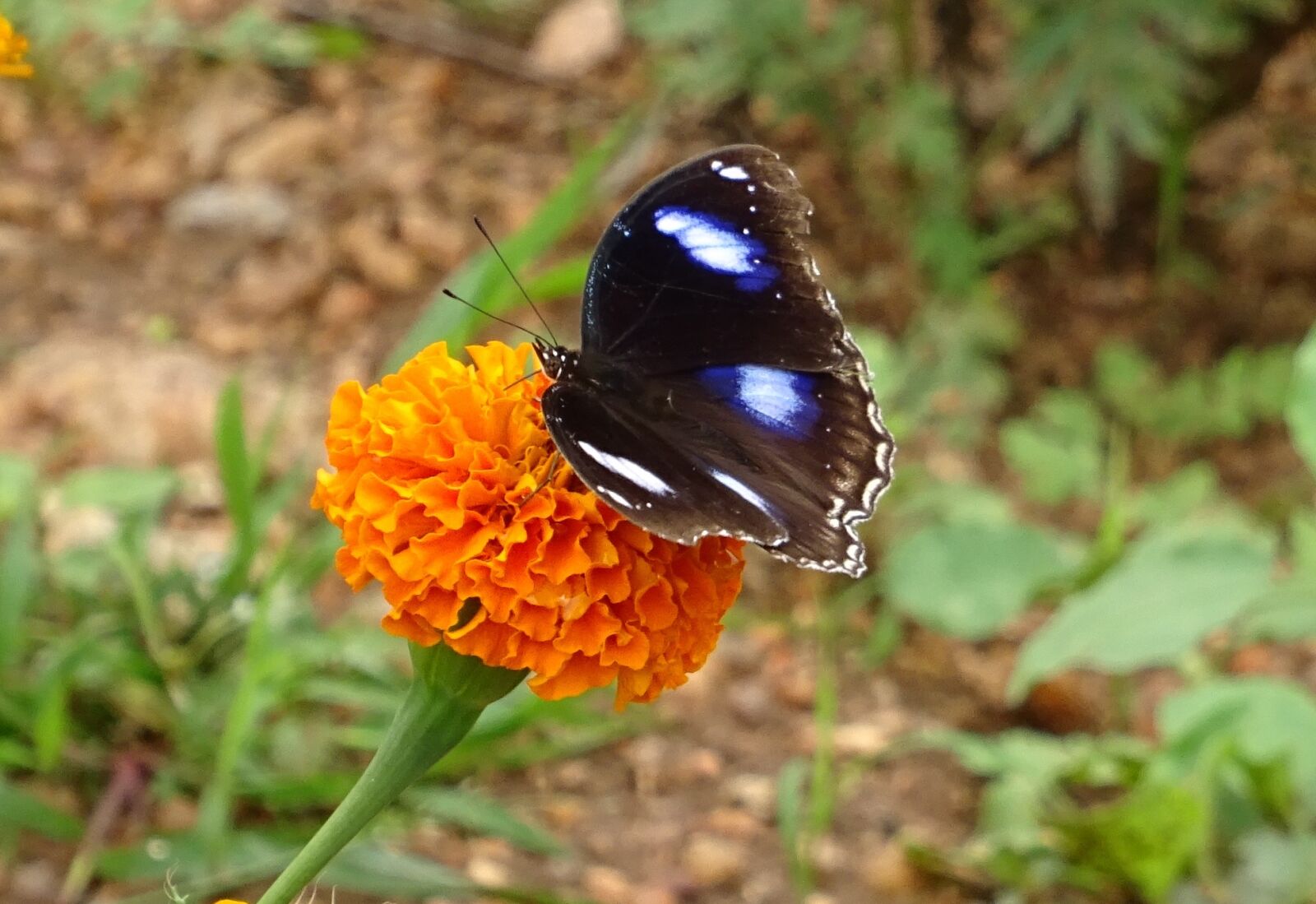 Sony DSC-HX60V sample photo. Danaid eggfly, tropical butterfly photography