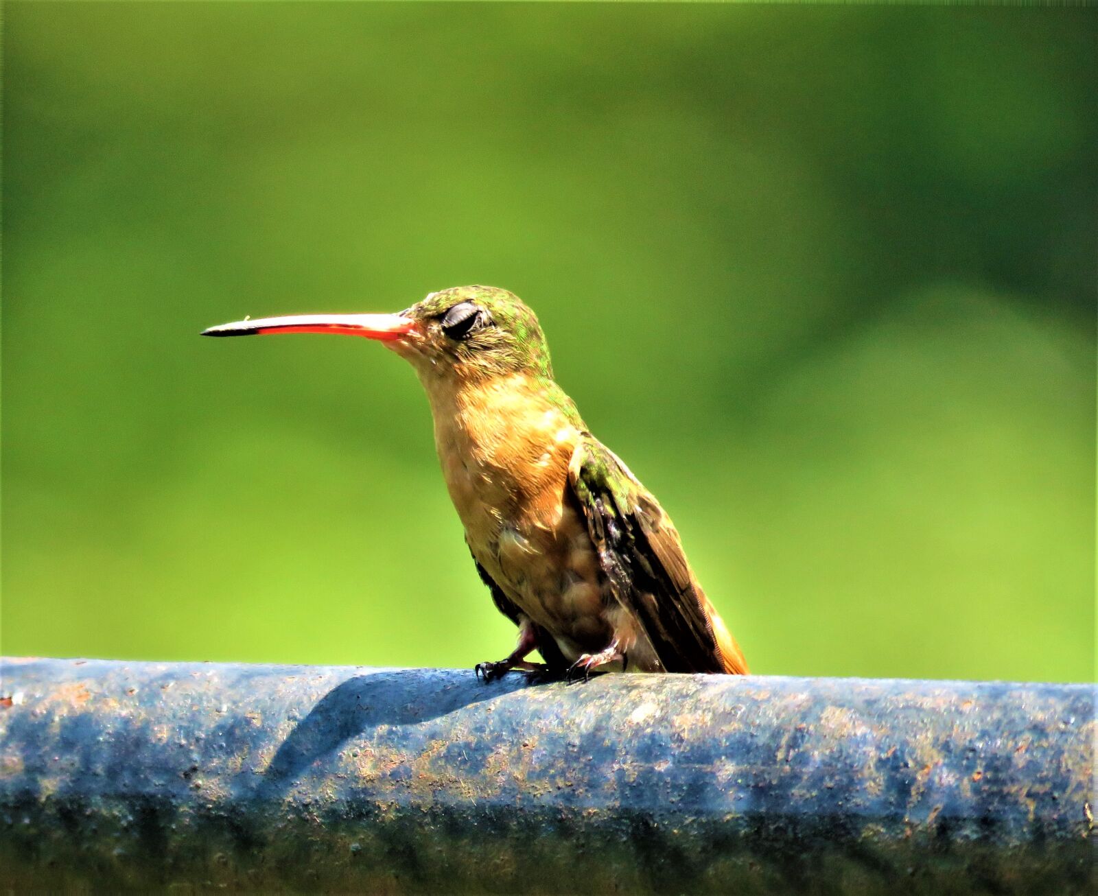 Canon PowerShot SX60 HS sample photo. Hummingbird, bird, nature photography