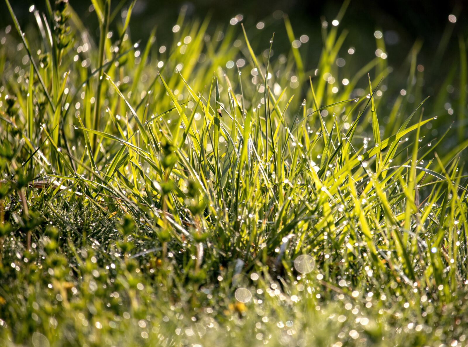 Canon EF-S 55-250mm F4-5.6 IS STM sample photo. Meadow, grass, dewdrop photography