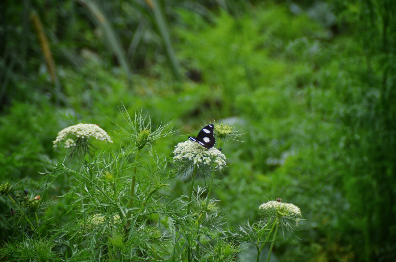 Nikon D5100 sample photo. Butterfly, garden photography