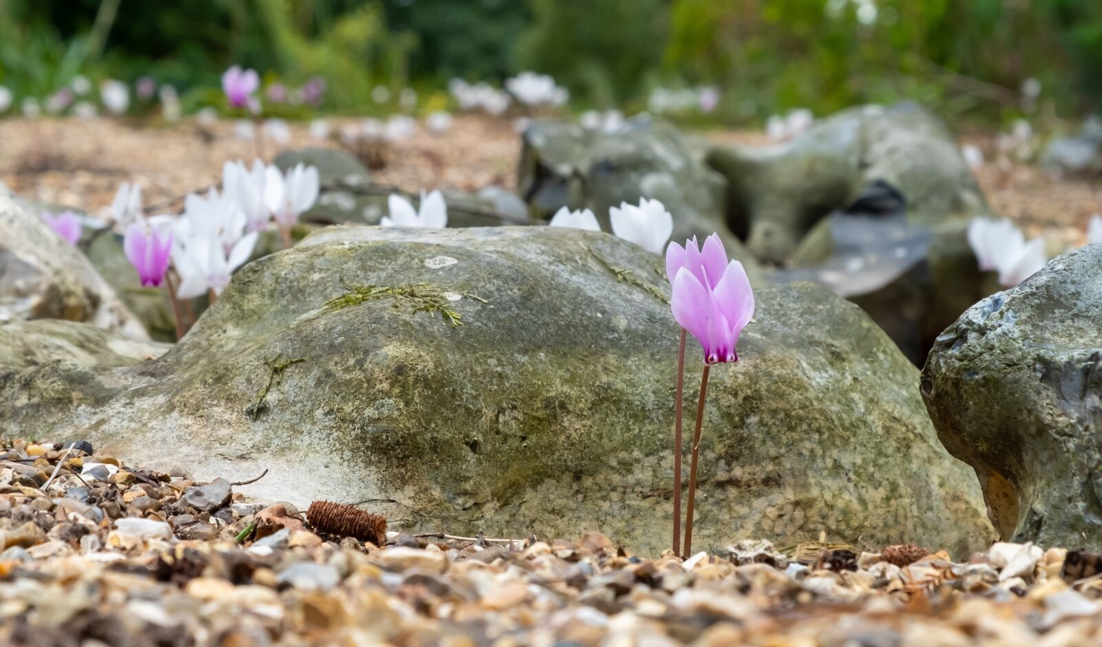 Fujifilm X-T2 sample photo