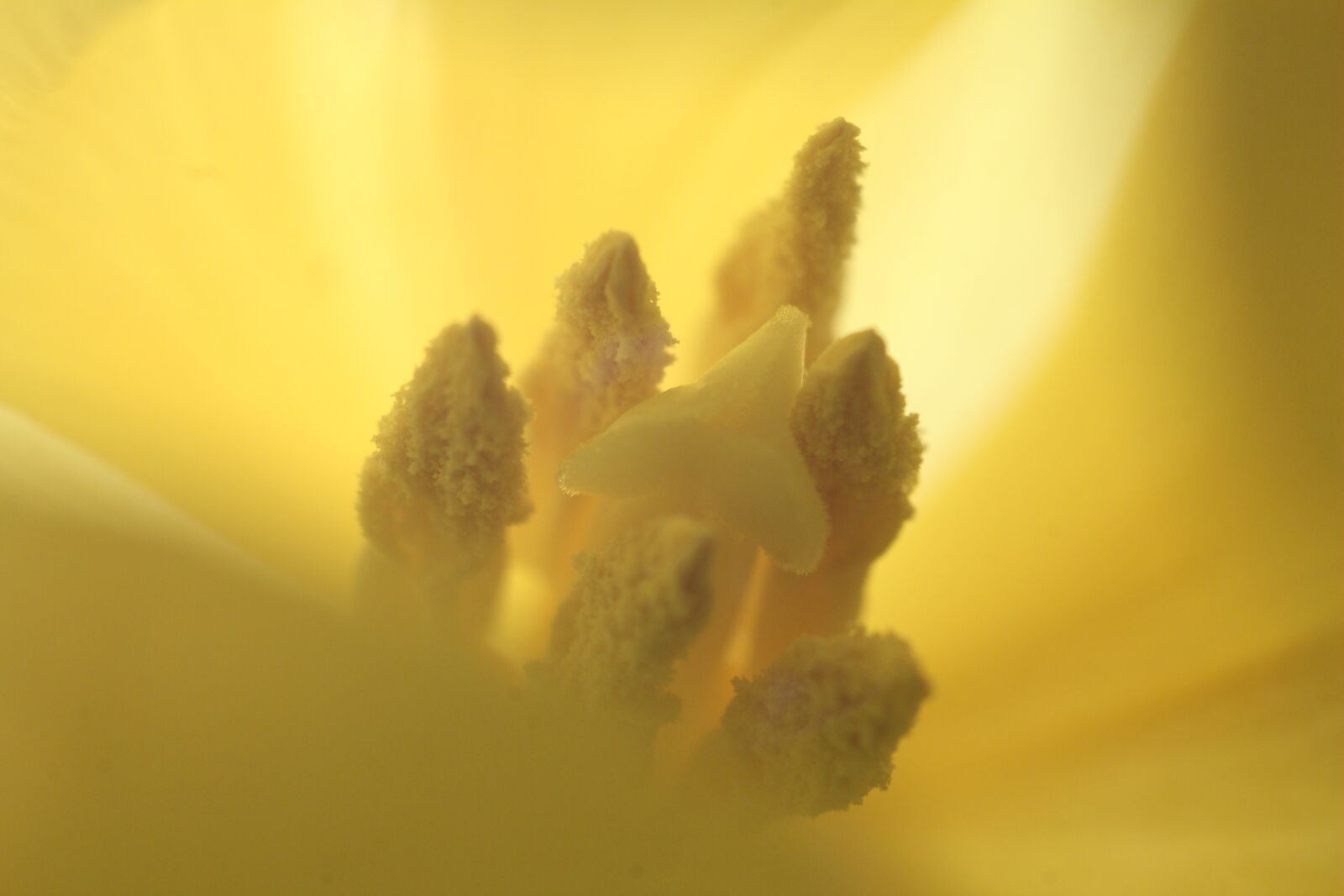 Canon EOS 1200D (EOS Rebel T5 / EOS Kiss X70 / EOS Hi) sample photo. Pollen, stamen, the interior photography