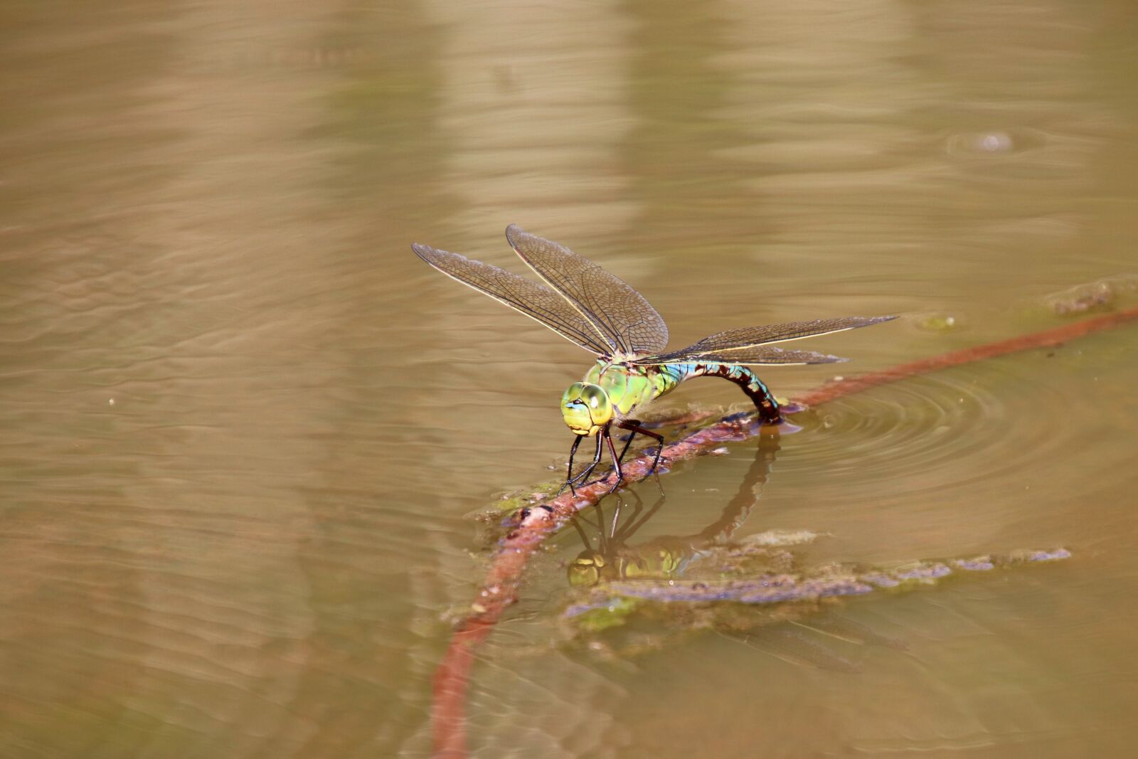 Canon EOS 77D (EOS 9000D / EOS 770D) sample photo. Parthenope, dragonfly, egg laying photography