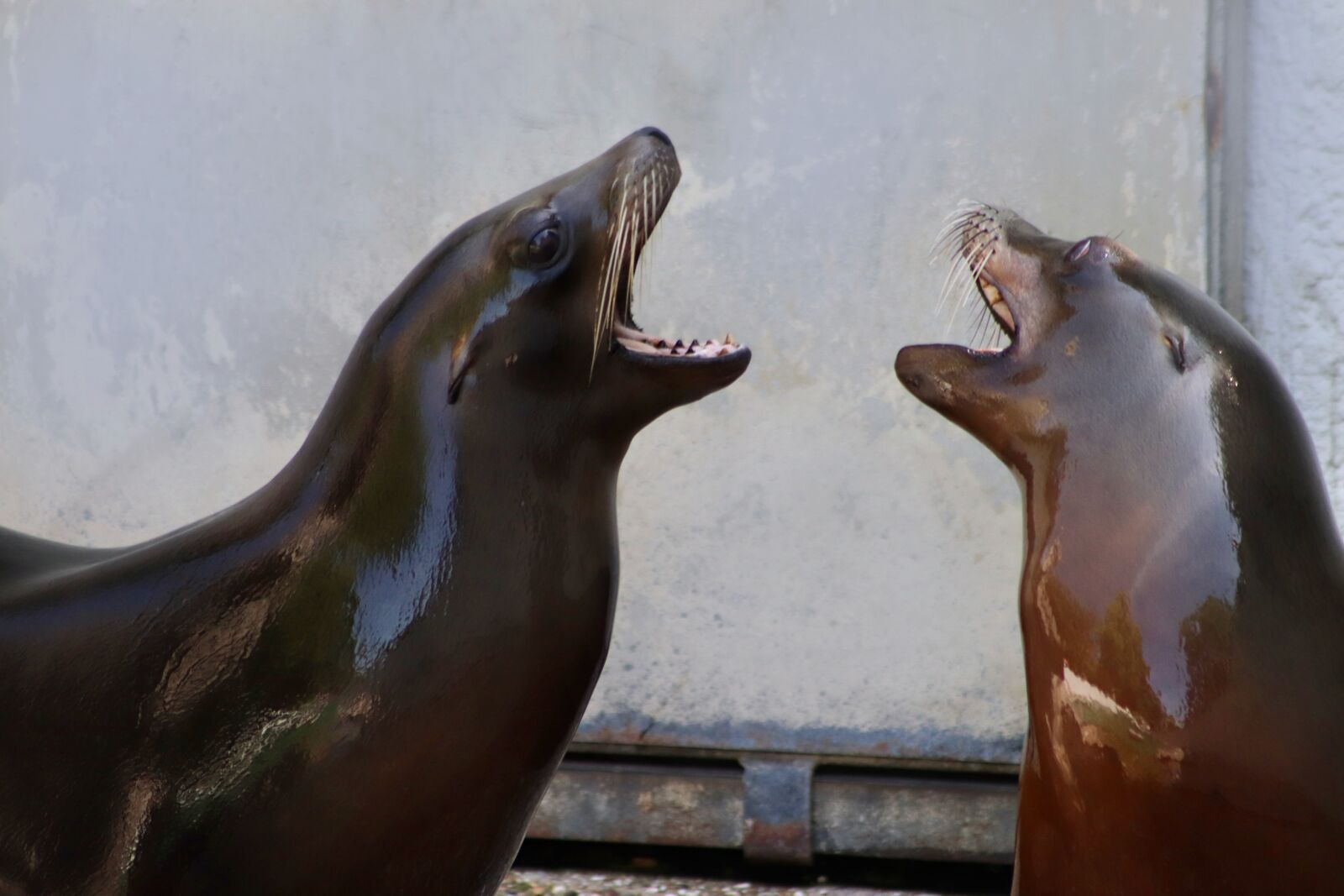 Canon EOS 800D (EOS Rebel T7i / EOS Kiss X9i) sample photo. Sea lions, welcome, play photography
