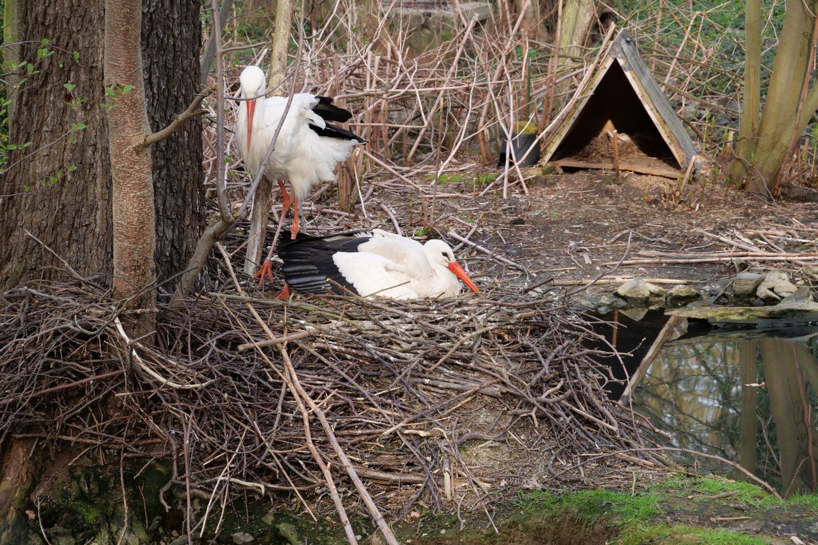 Panasonic Lumix DC-G9 sample photo. Nature, bird, wood photography