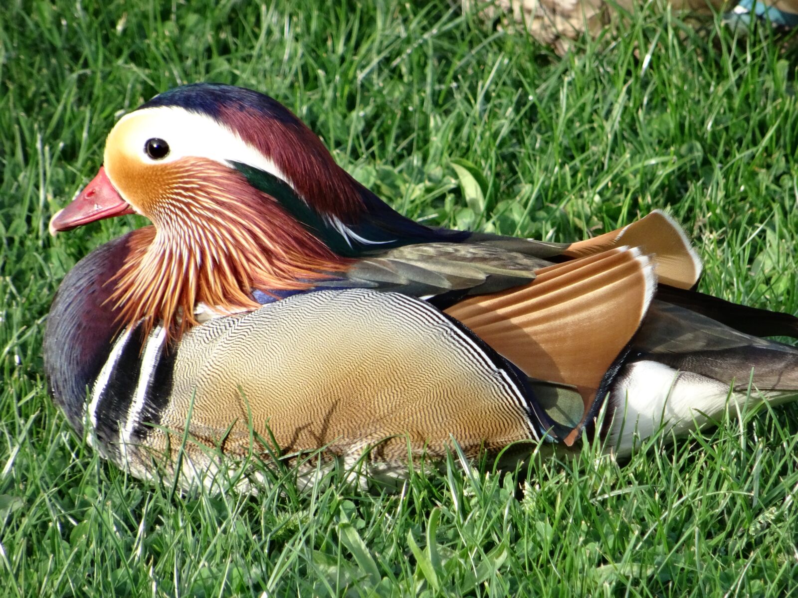 Sony Cyber-shot DSC-HX50V sample photo. Duck, color, plumage photography