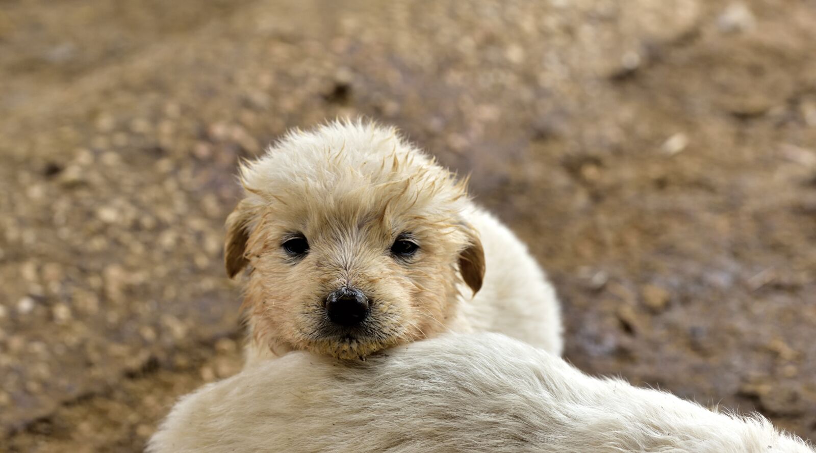 Nikon D750 sample photo. Dog, small, young photography