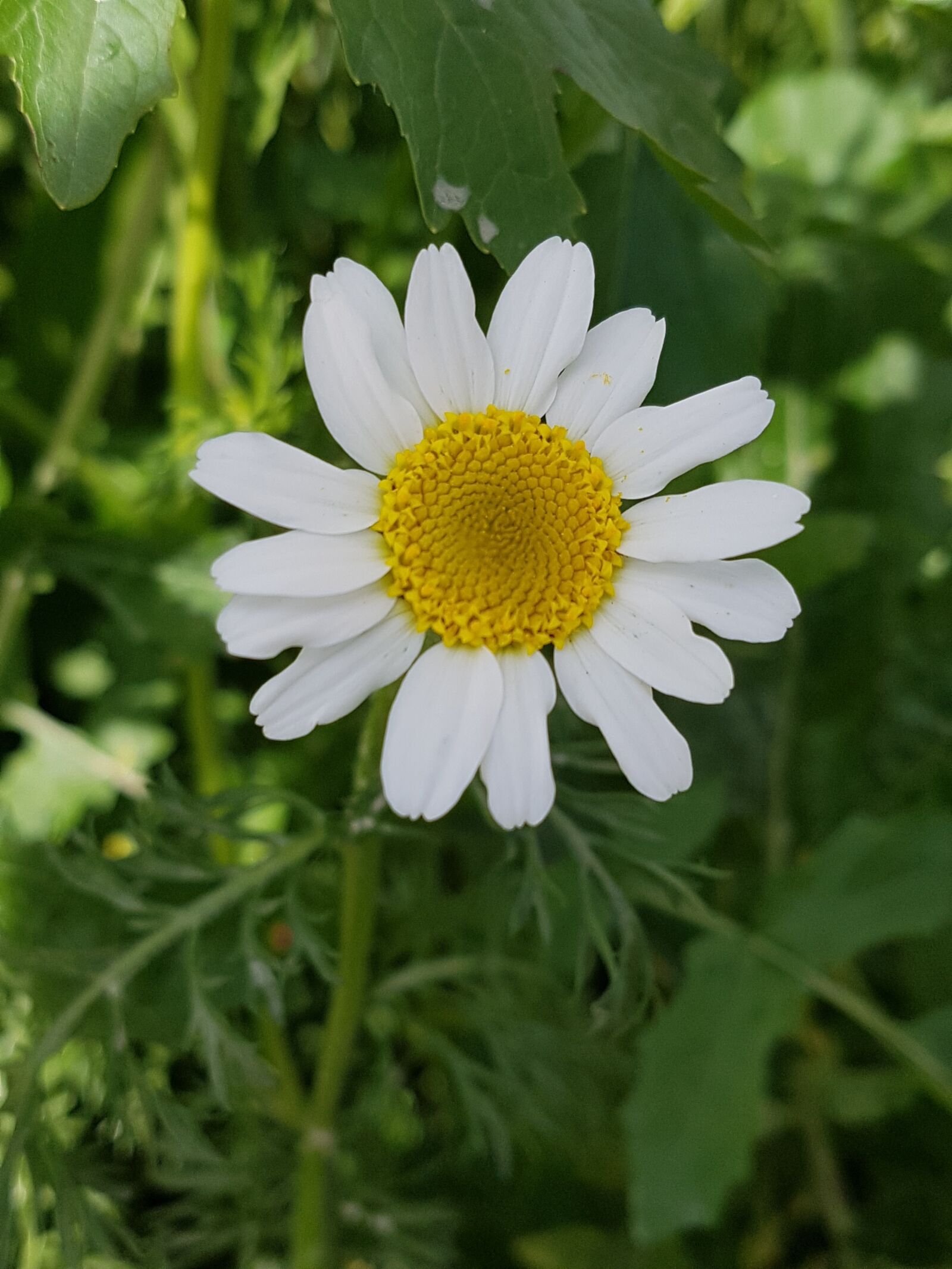 Samsung Galaxy S7 Edge sample photo. Nature, plant, flower photography