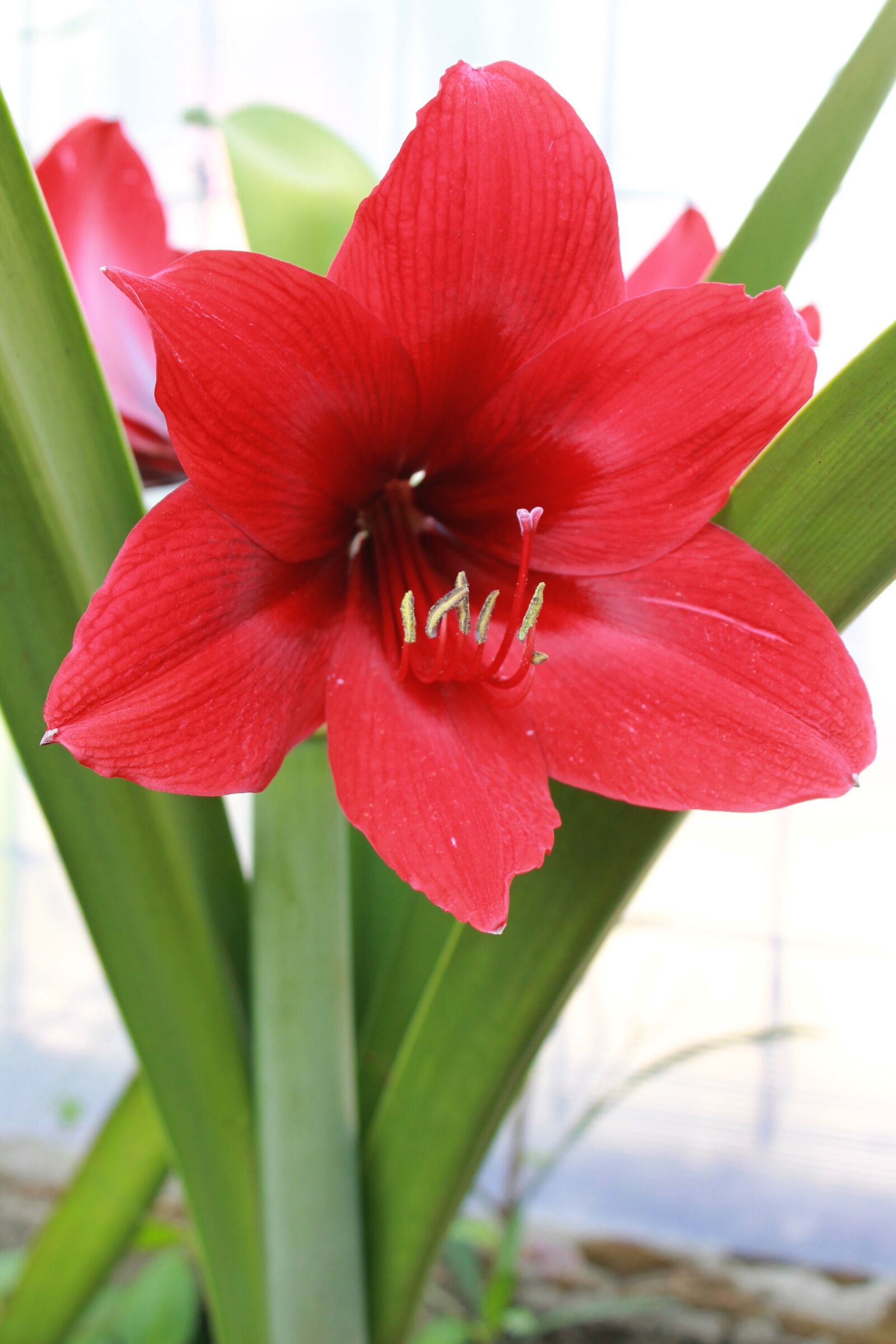 Canon EOS 1100D (EOS Rebel T3 / EOS Kiss X50) sample photo. Lily, red, flower photography
