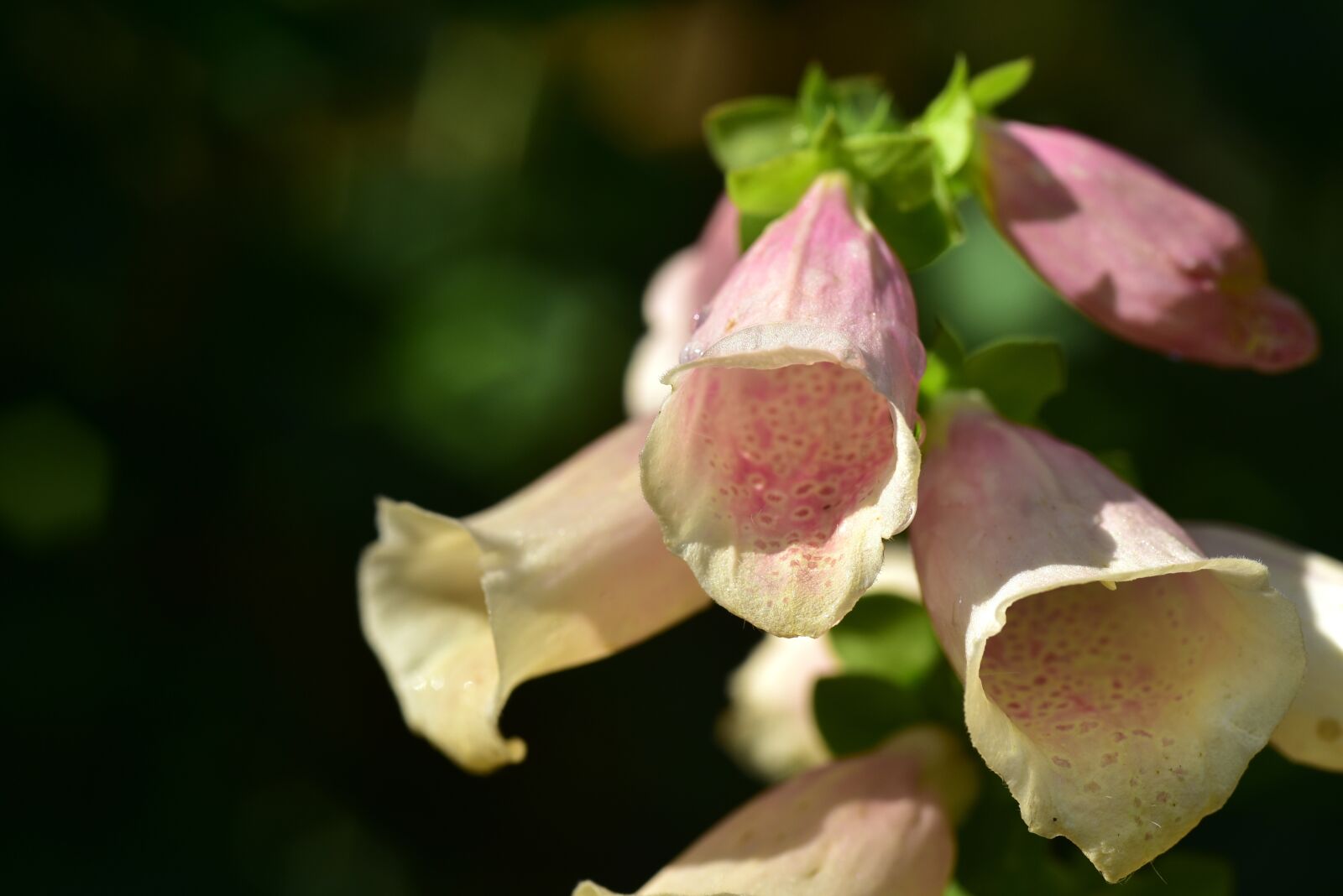 Nikon D750 sample photo. Digitalis, thimble, flower photography