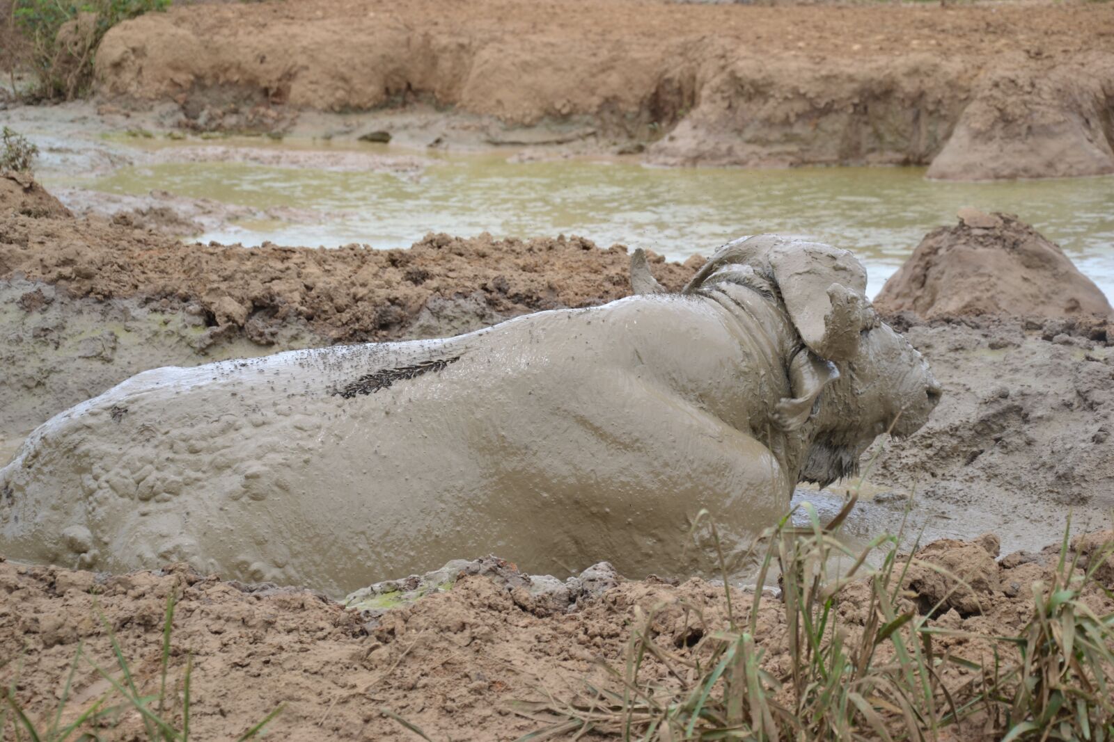 Nikon D3100 sample photo. Wildlife, uganda, animal photography