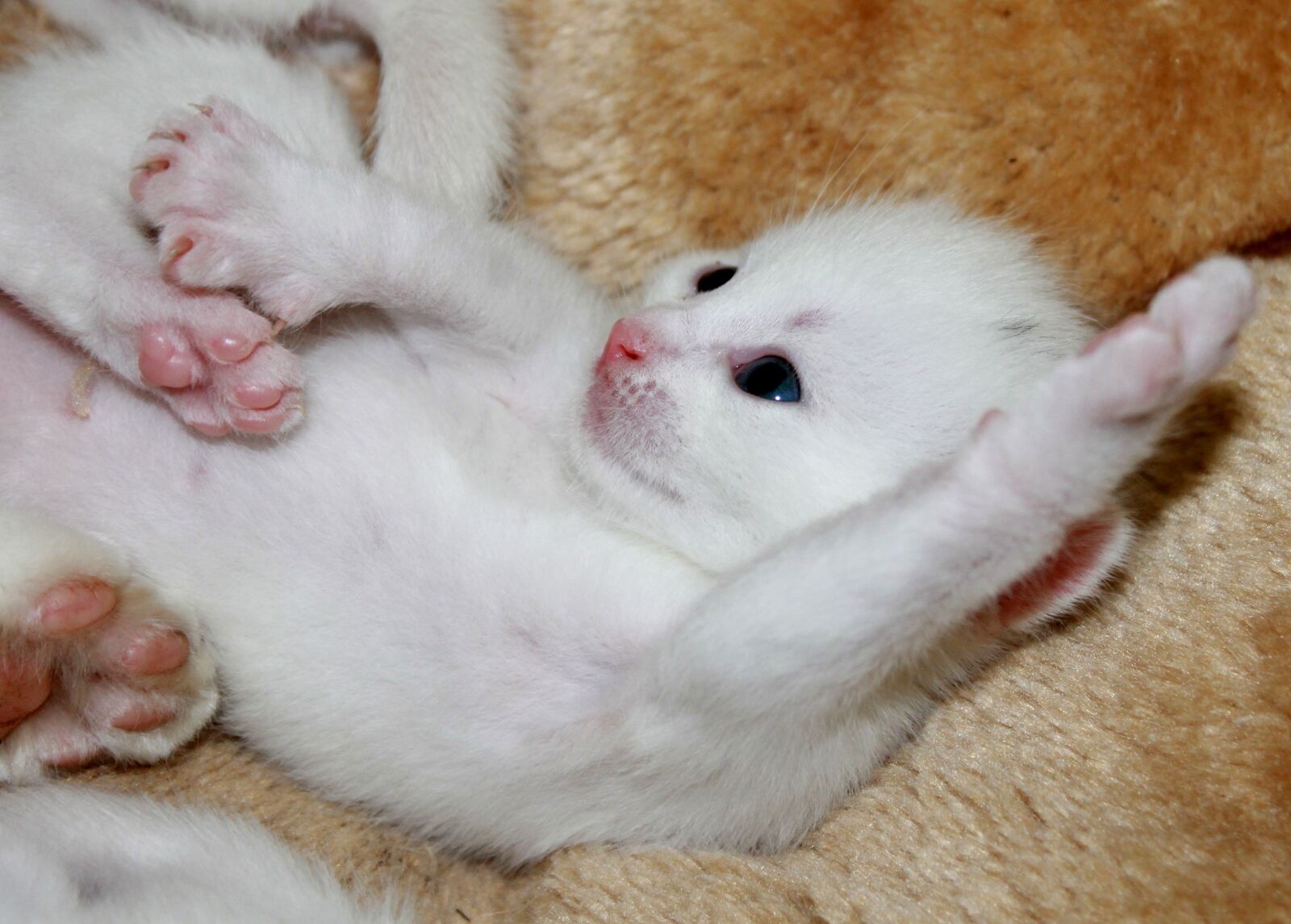 Canon EOS 1100D (EOS Rebel T3 / EOS Kiss X50) sample photo. Young kittens, sweet, pet photography