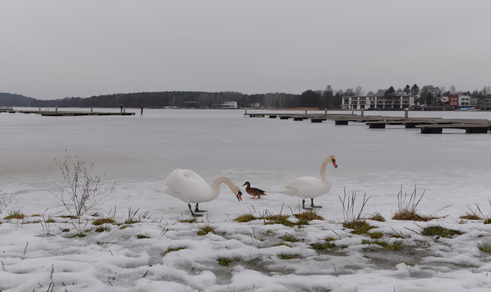 Nikon D610 sample photo. Nature, swans, birds photography