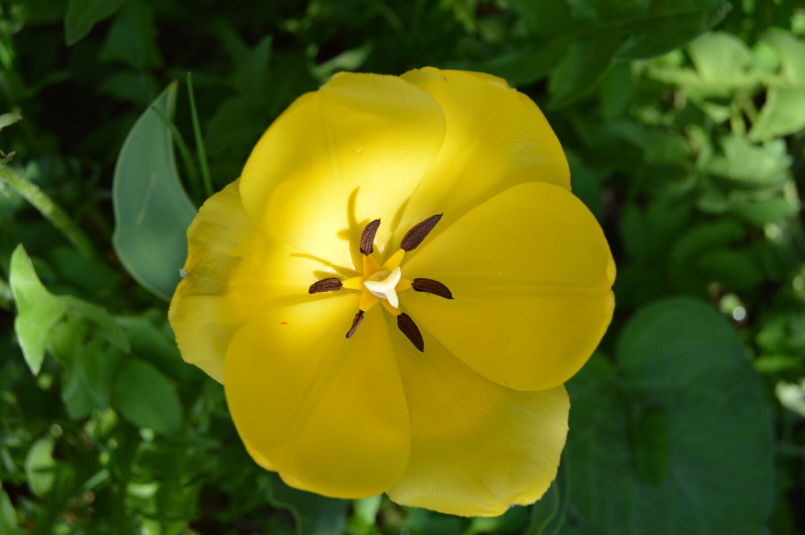 Nikon D3200 sample photo. Flower, tulip, macro photography
