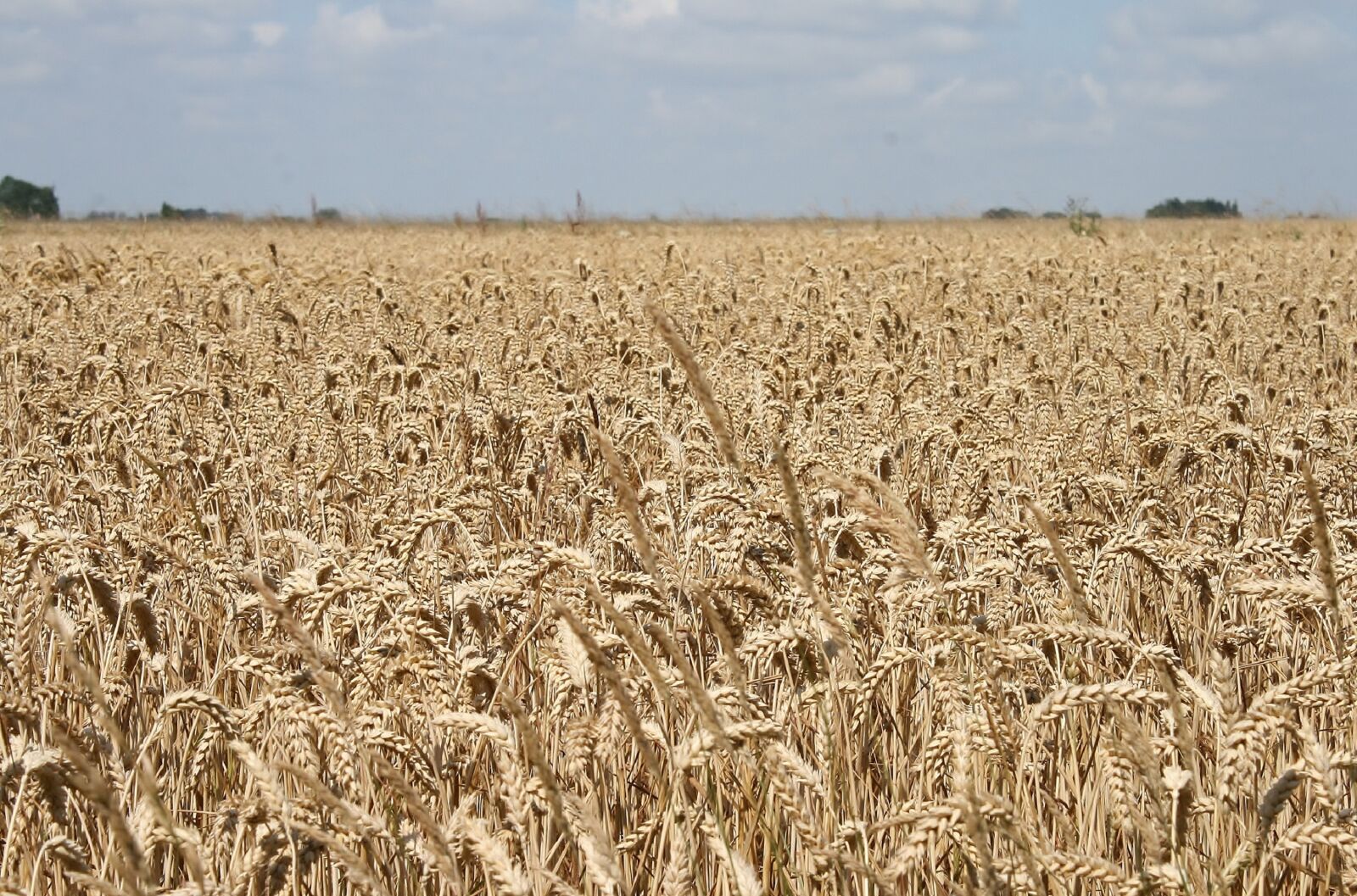 Canon EOS 400D (EOS Digital Rebel XTi / EOS Kiss Digital X) sample photo. Cornfield, wheat, agriculture photography