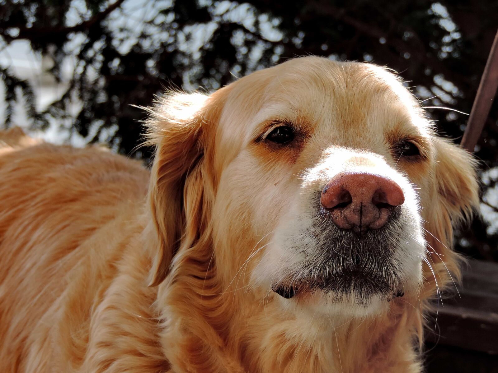Nikon Coolpix P520 sample photo. Light brown, pedigree, pet photography