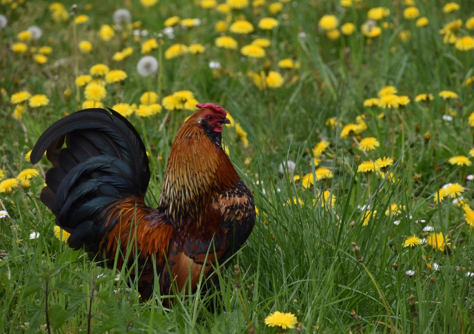 Nikon D5600 sample photo. Lawn, nature, prairie photography
