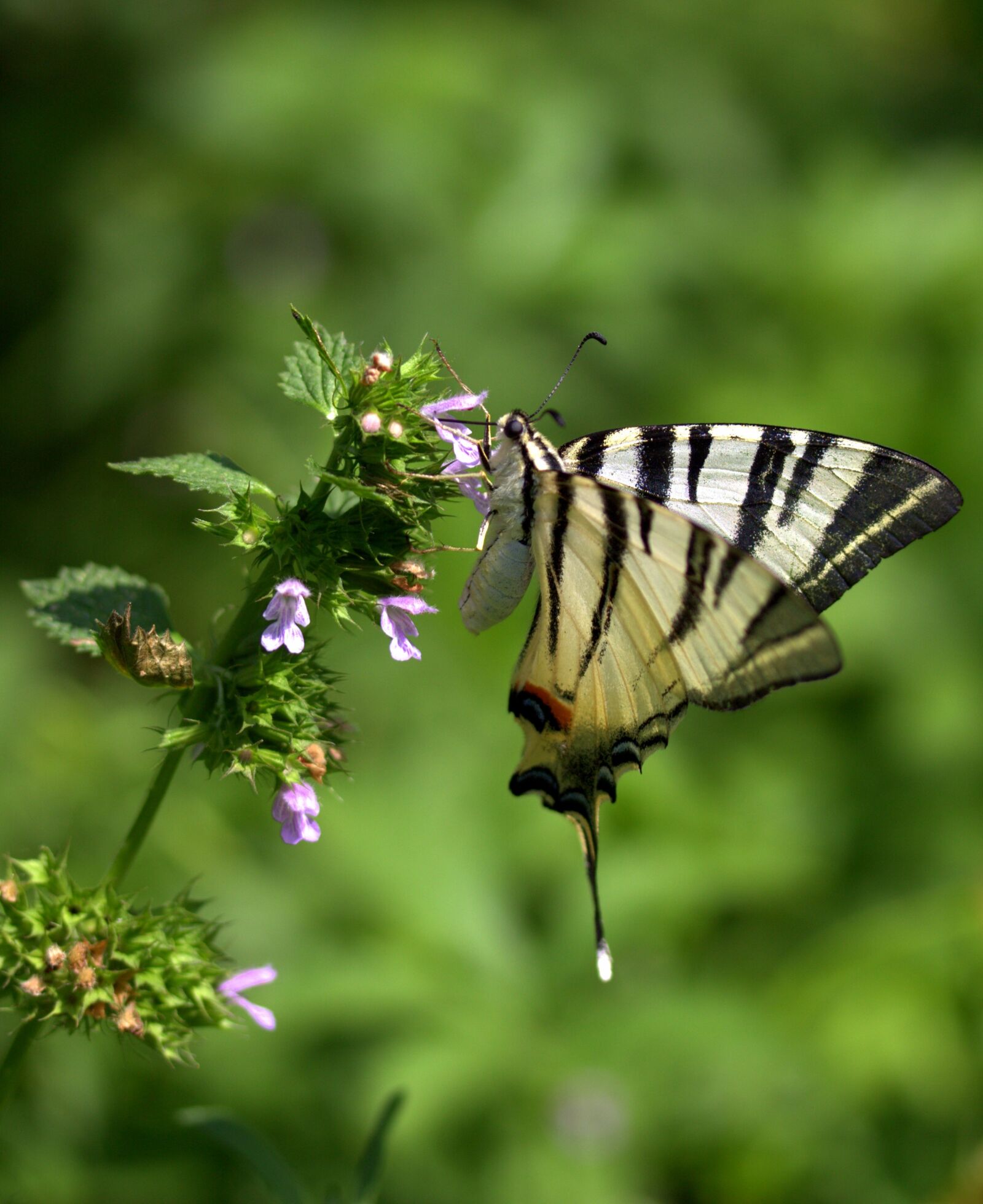 Canon EF-S 60mm F2.8 Macro USM sample photo. Butterfly, dovetail, insecta photography