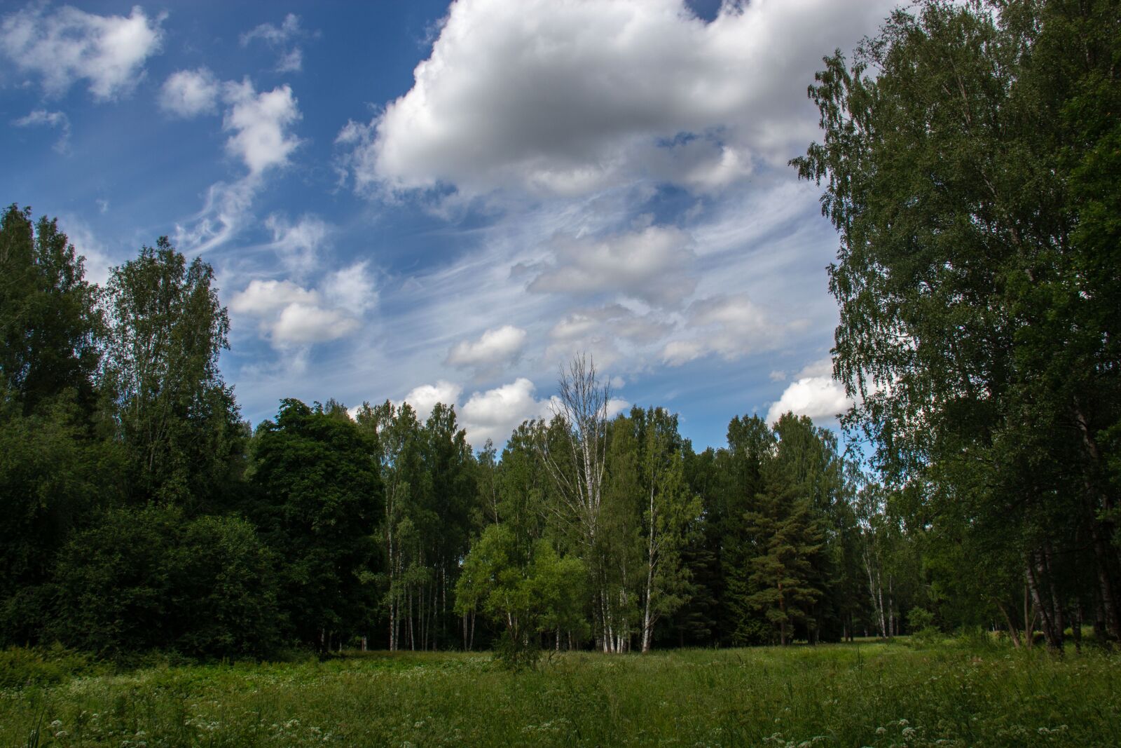 Canon EOS 600D (Rebel EOS T3i / EOS Kiss X5) sample photo. Forest, trees, park photography